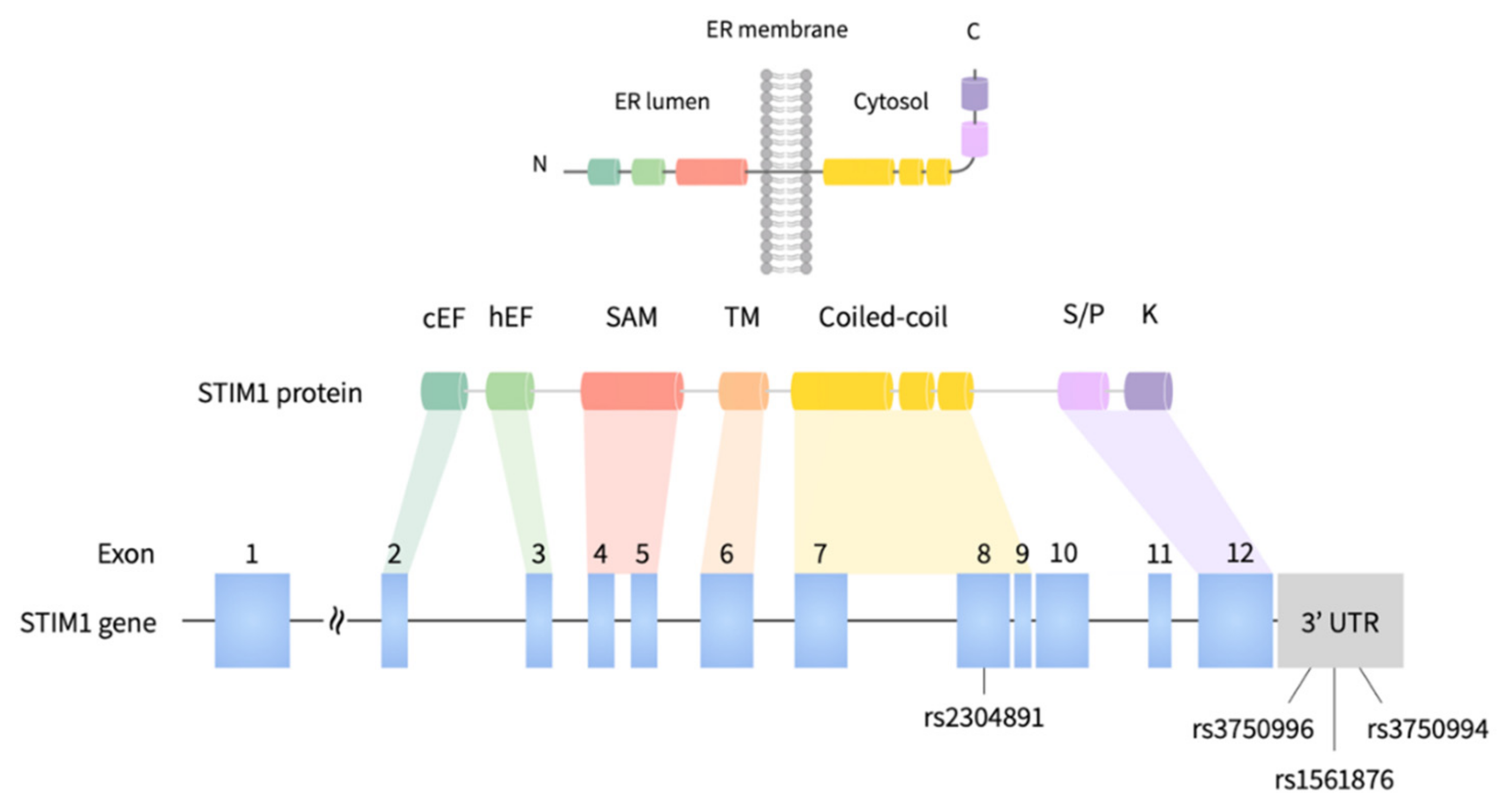 Jpm 10 00287 g002 Jpm 10 00287 g002