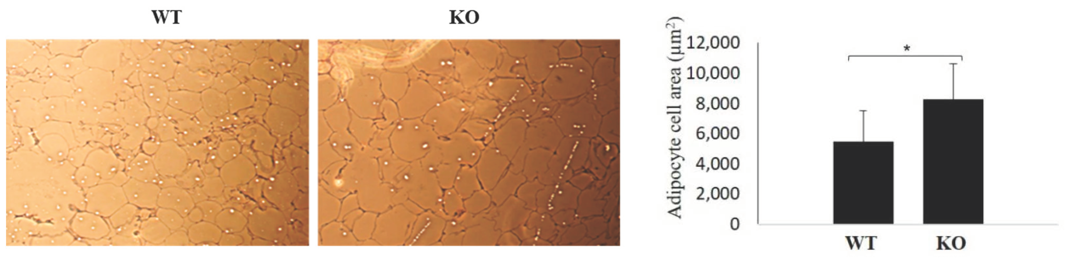 Jpm 11 00050 g006 Jpm 11 00050 g006