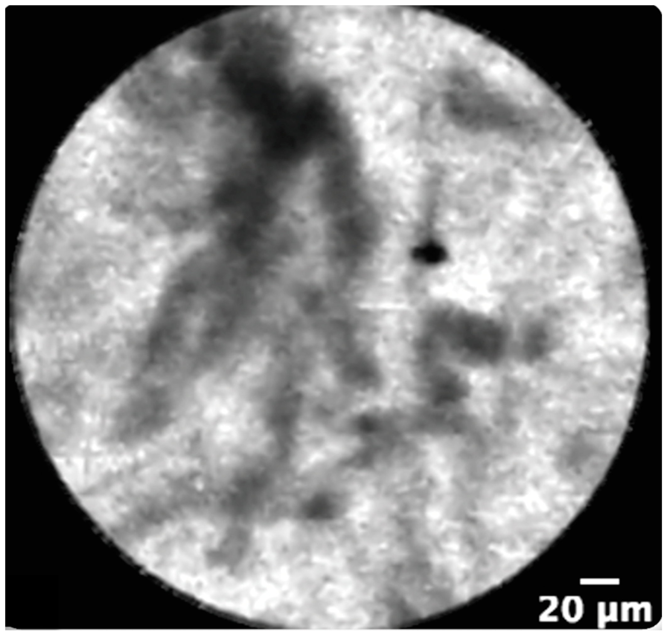 Jpm 11 00078 g002 Jpm 11 00078 g002