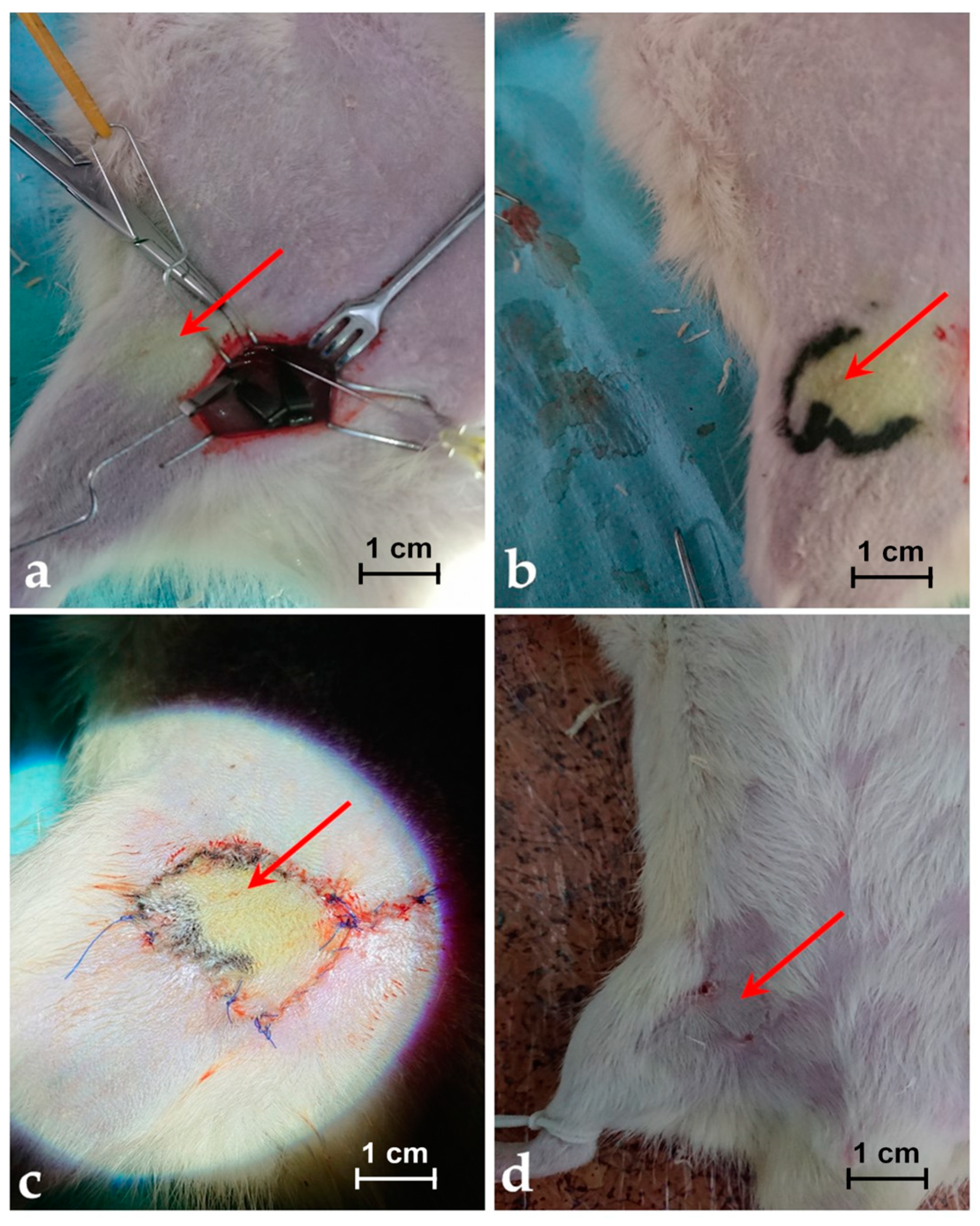 Jpm 11 00147 g005 Jpm 11 00147 g005