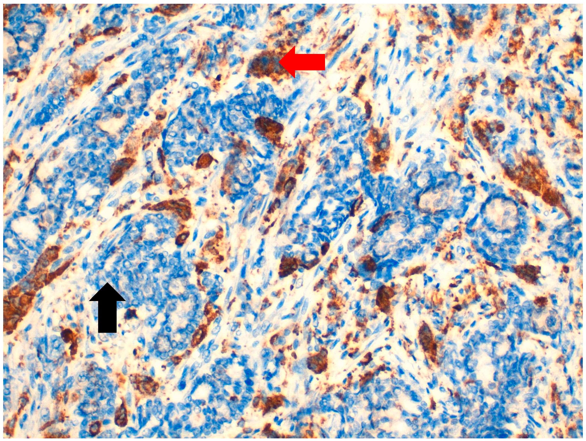 Jpm 11 00156 g003 Jpm 11 00156 g003