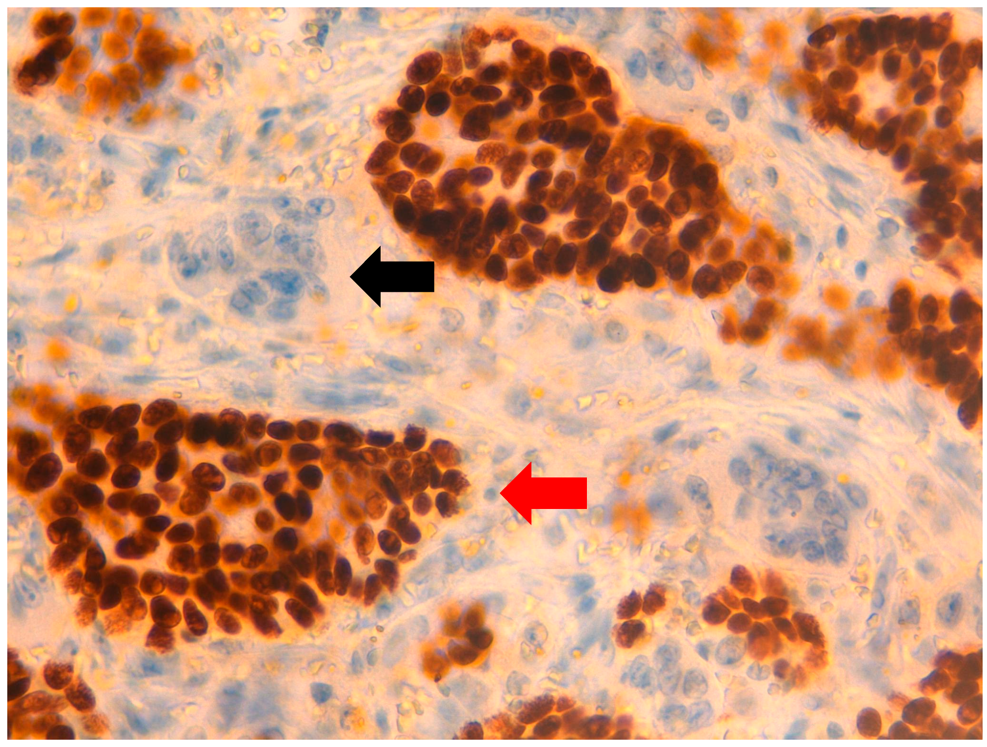 Jpm 11 00156 g007 Jpm 11 00156 g007