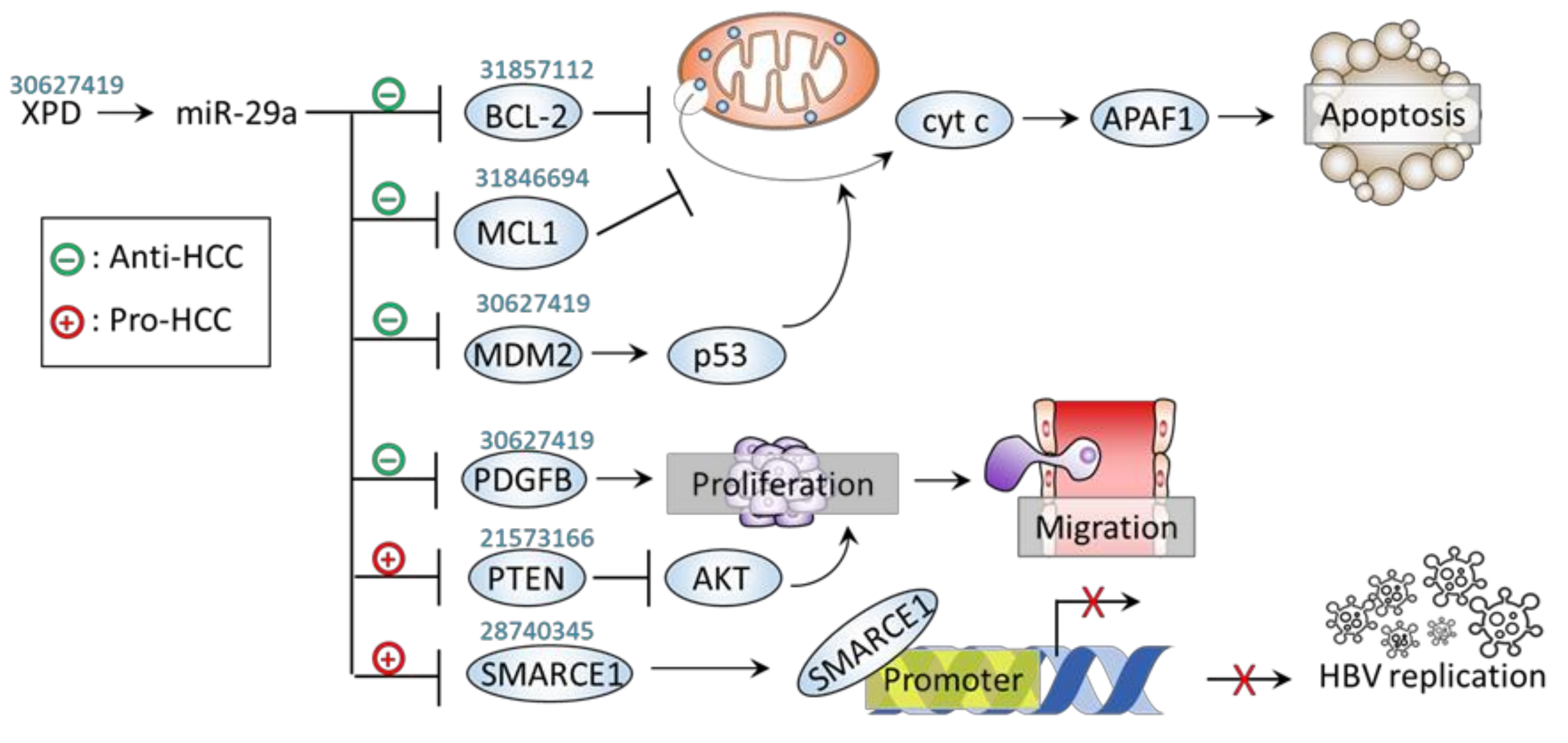 JPM | Free Full-Text | New Insights into the Role of miR-29a in ...