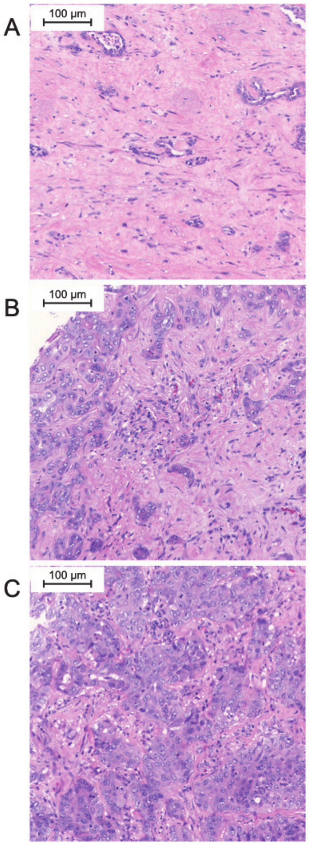 Jpm 11 00233 g001 Jpm 11 00233 g001