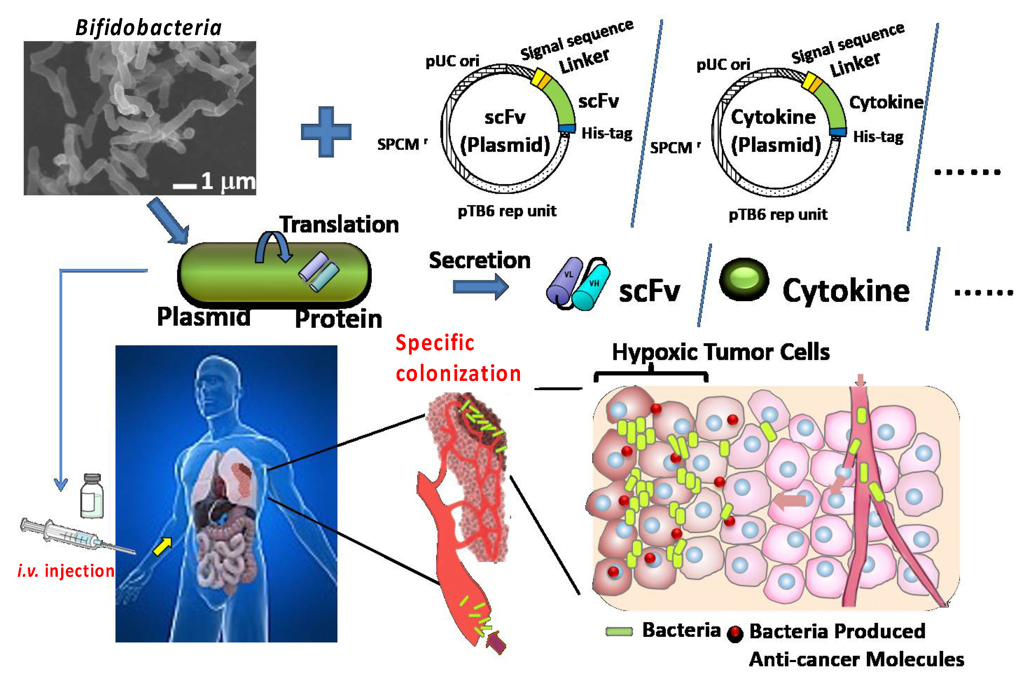 Jpm 11 00566 sch001 Jpm 11 00566 sch001