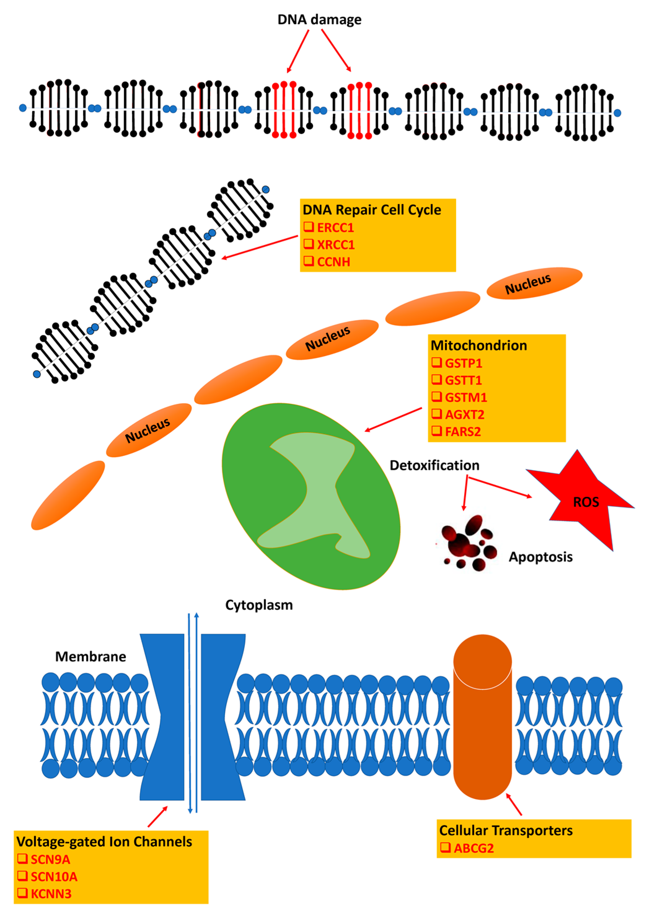 Jpm 11 00669 g003 Jpm 11 00669 g003