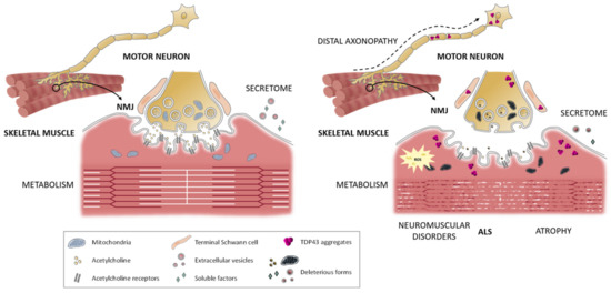 Muscle Diseases (神経学) Skeletal Muscle Metabolic Alternation Develops Sarcopenia