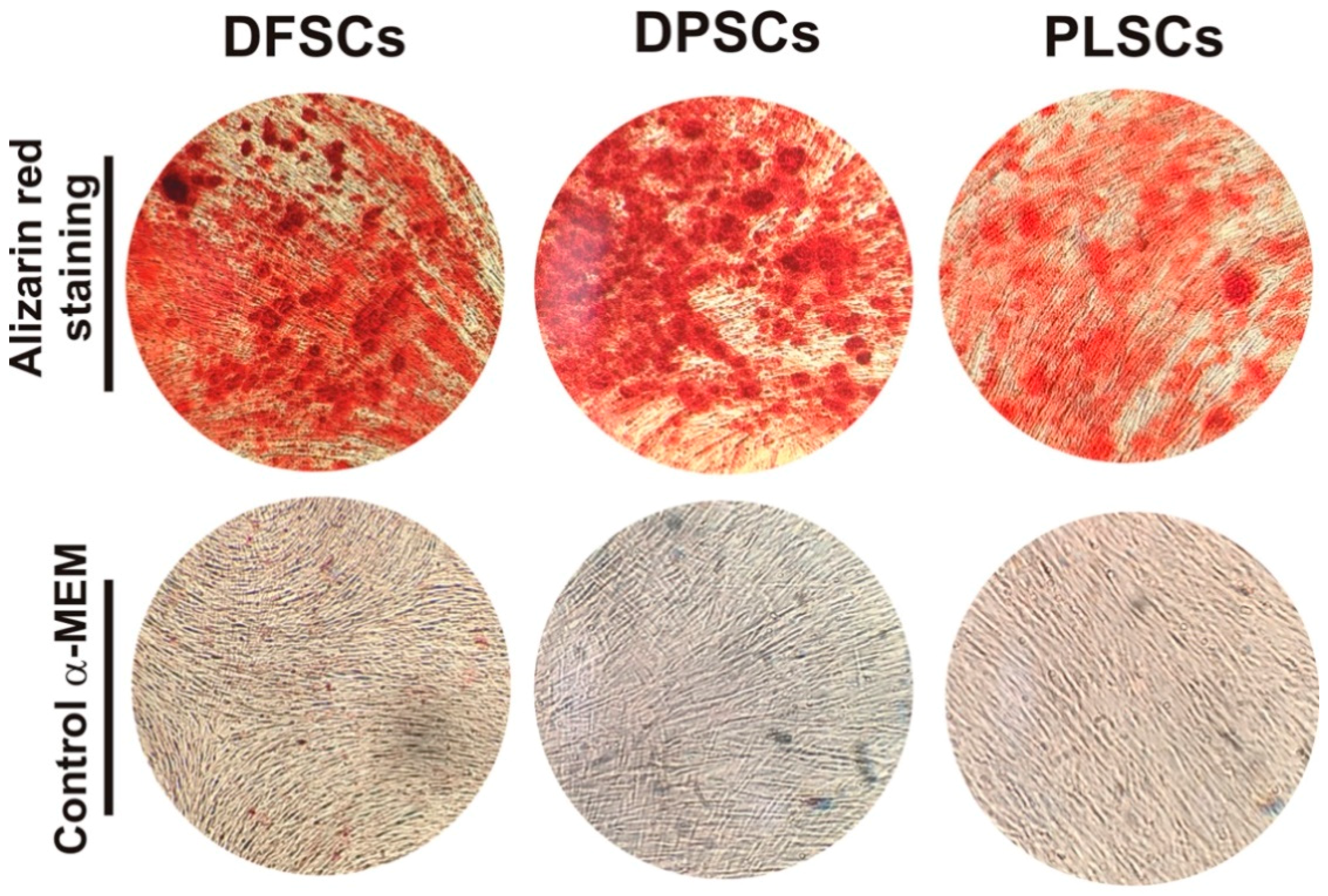 Jpm 11 00738 g004 Jpm 11 00738 g004