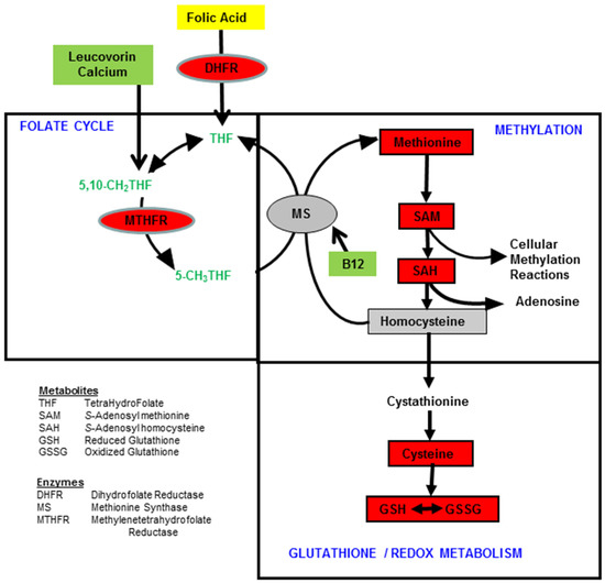 methyl b12 injections autism uk The Effectiveness of Cobalamin (B12) Treatment for Autism Spectrum  Disorder: A Systematic Review and Meta-Analysis