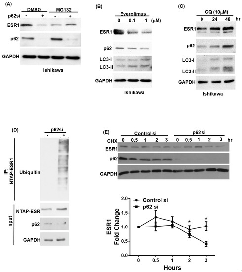 GPR30 Activation by 17β-Estradiol Promotes p62