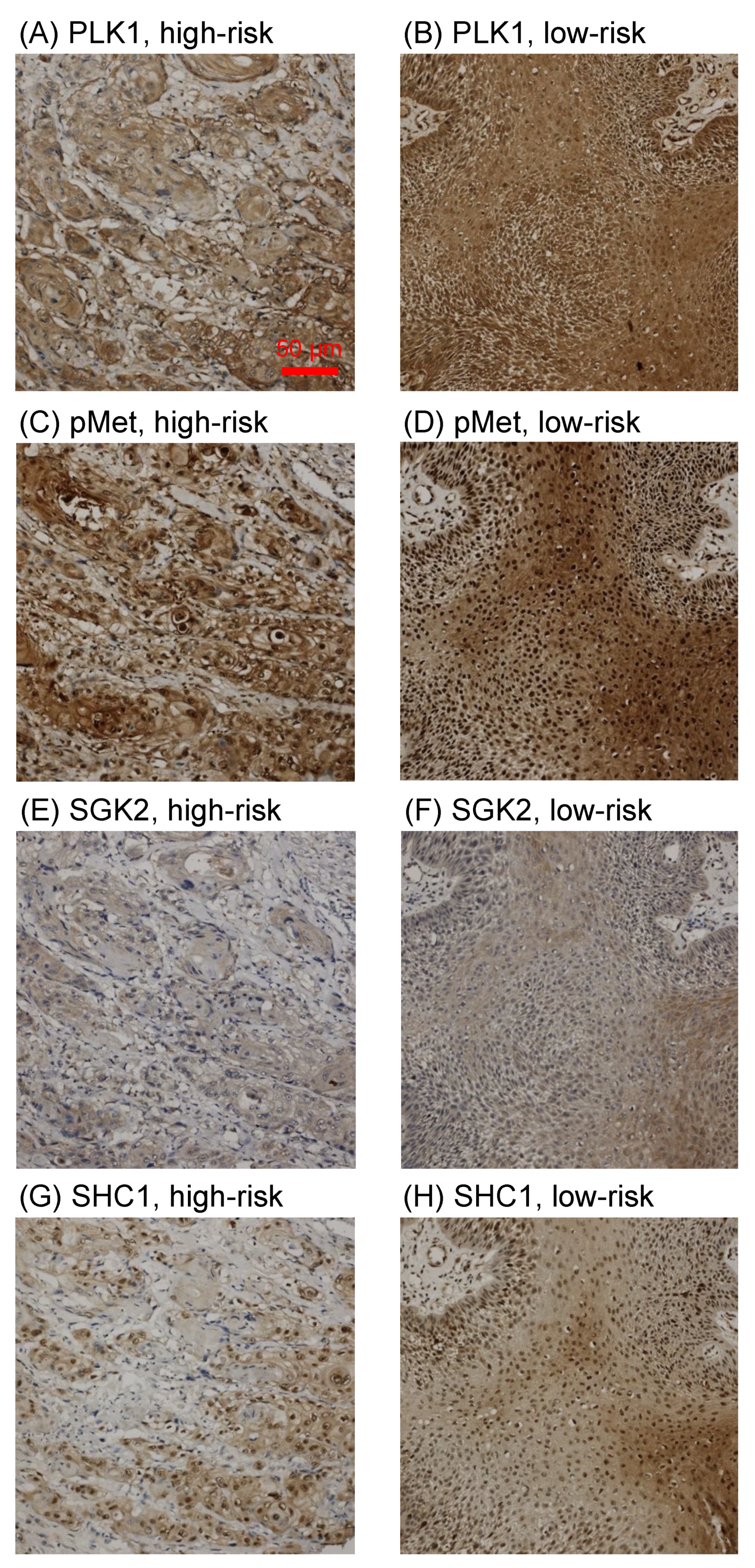 Jpm 11 00908 g003 Jpm 11 00908 g003