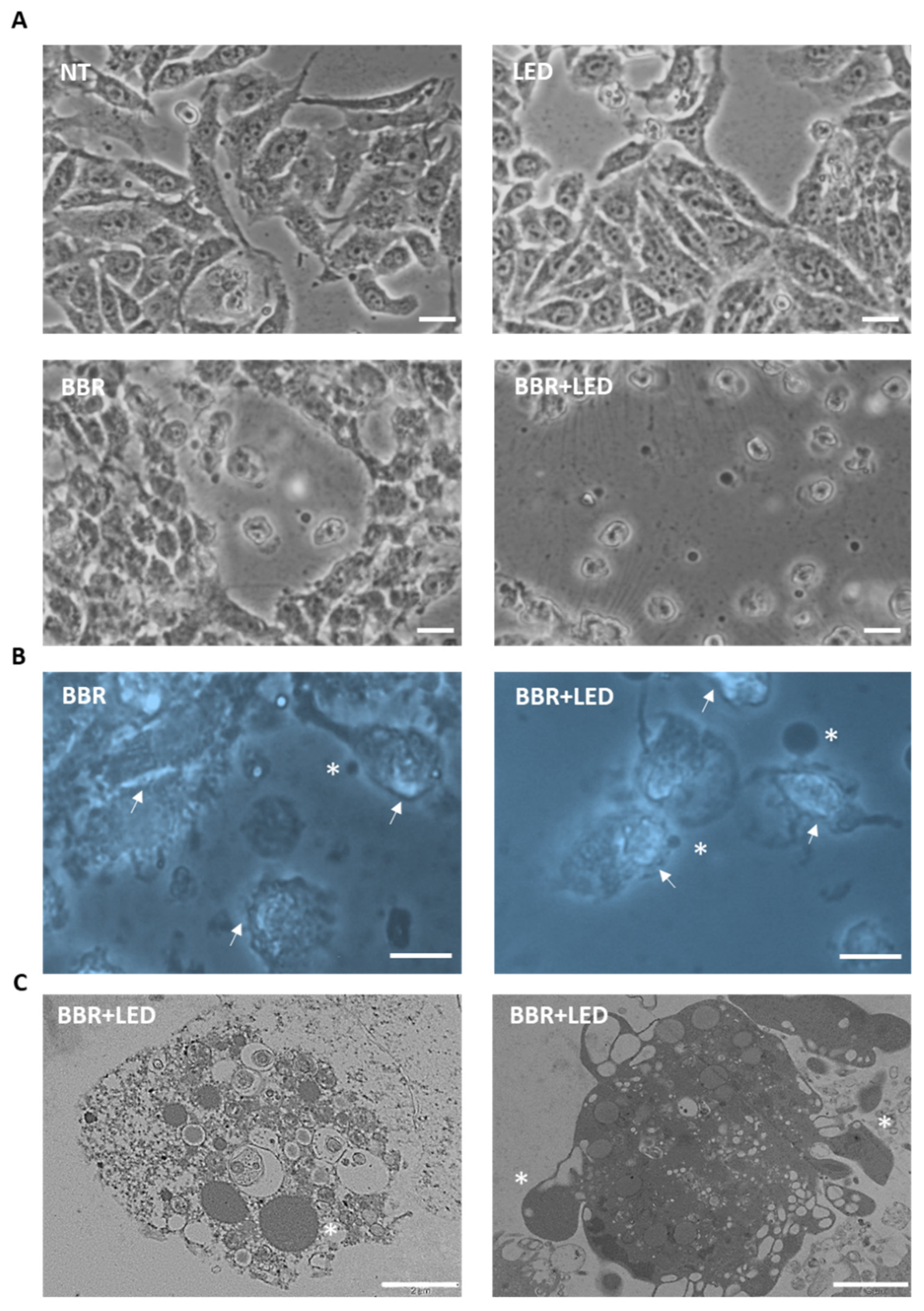 Jpm 11 00942 g005 Jpm 11 00942 g005