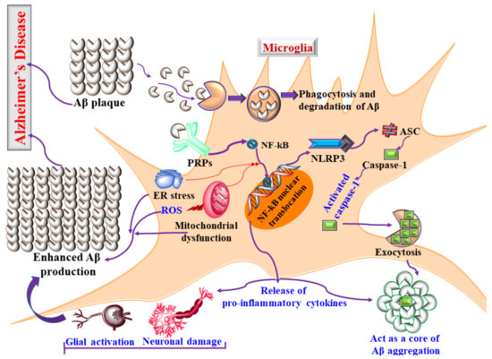 Mechanisms Involved in Microglial-Interceded Alzheimer's