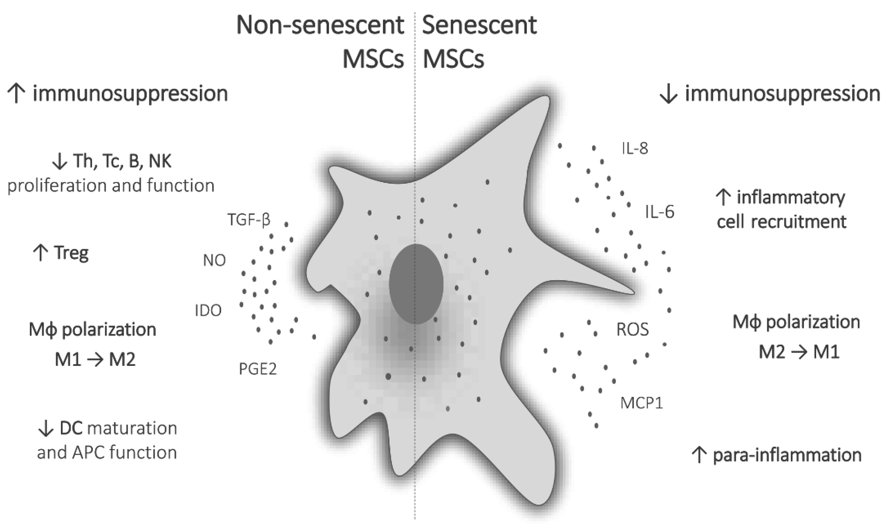 JPM | Free Full-Text | Tumorigenic Aspects of MSC Senescence 