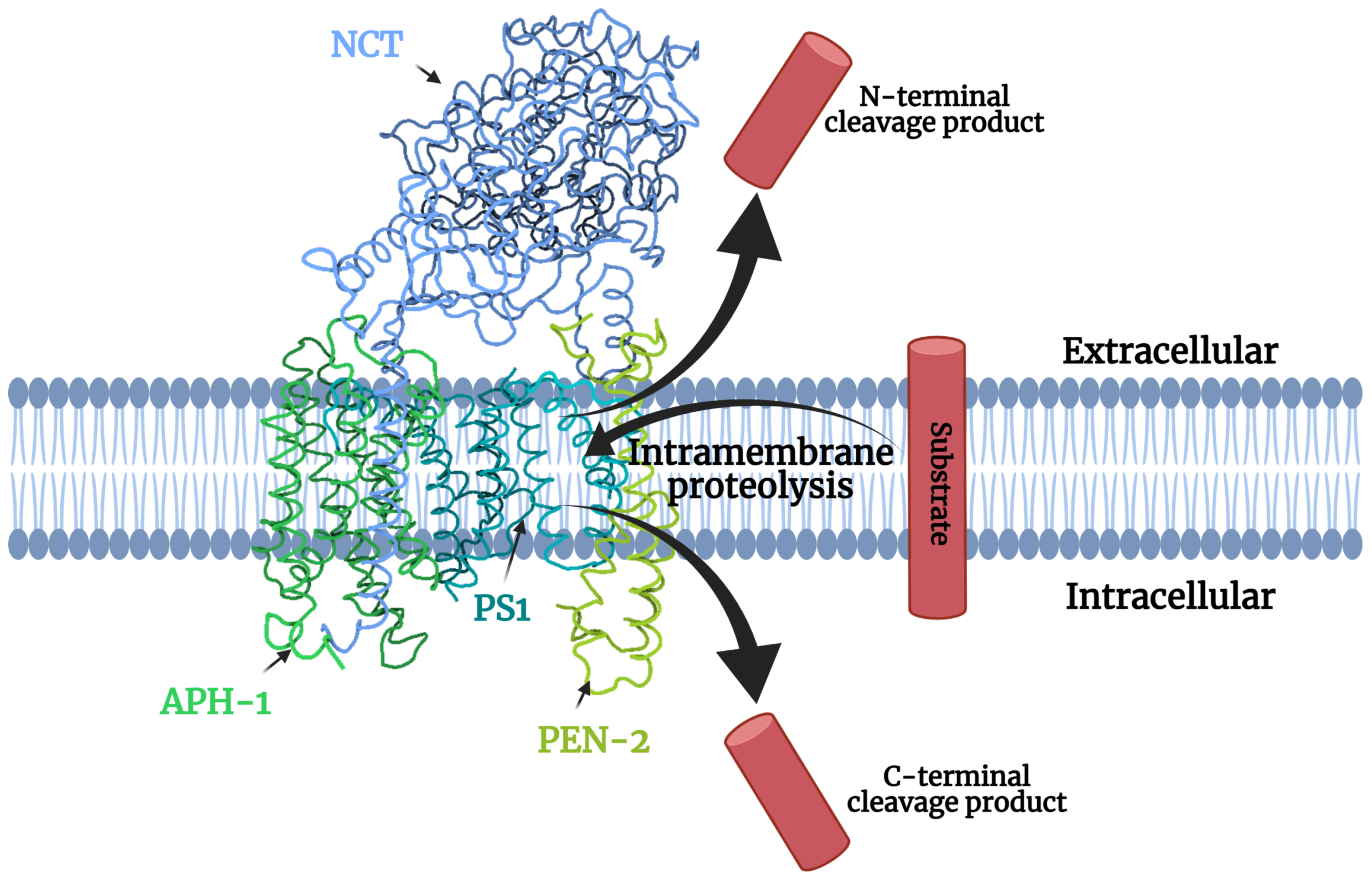 Jpm 11 01294 g001 Jpm 11 01294 g001