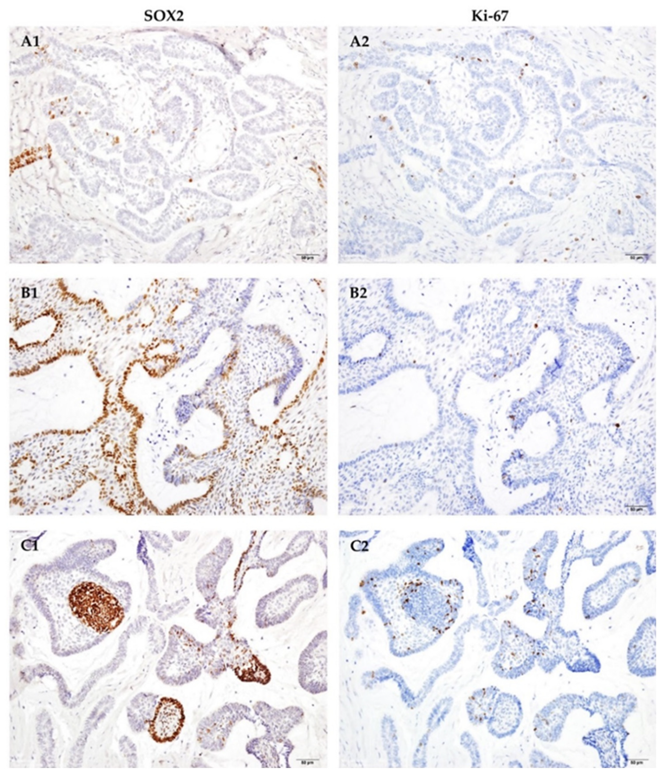 Jpm 12 00077 g003 550