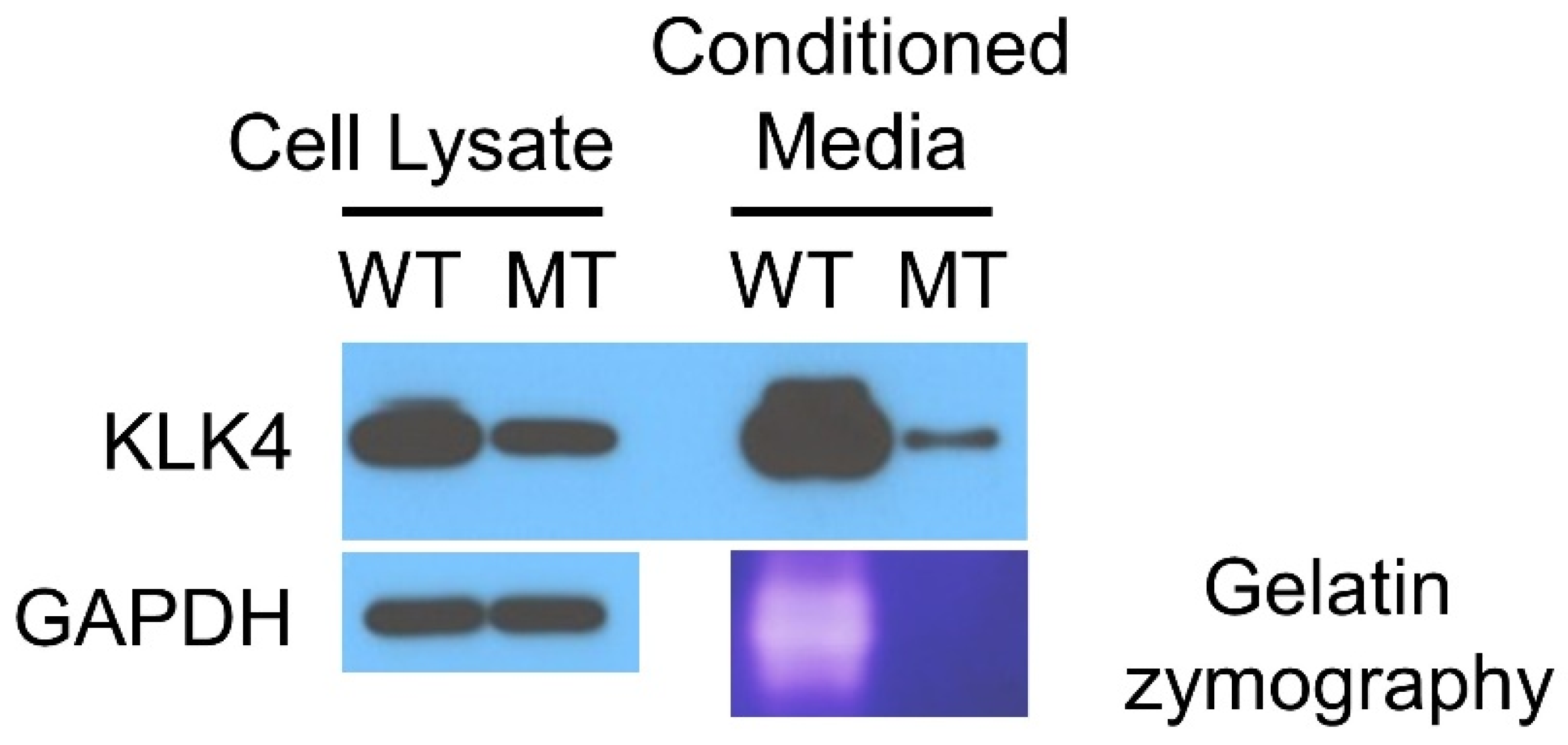 Jpm 12 00150 g004 Jpm 12 00150 g004