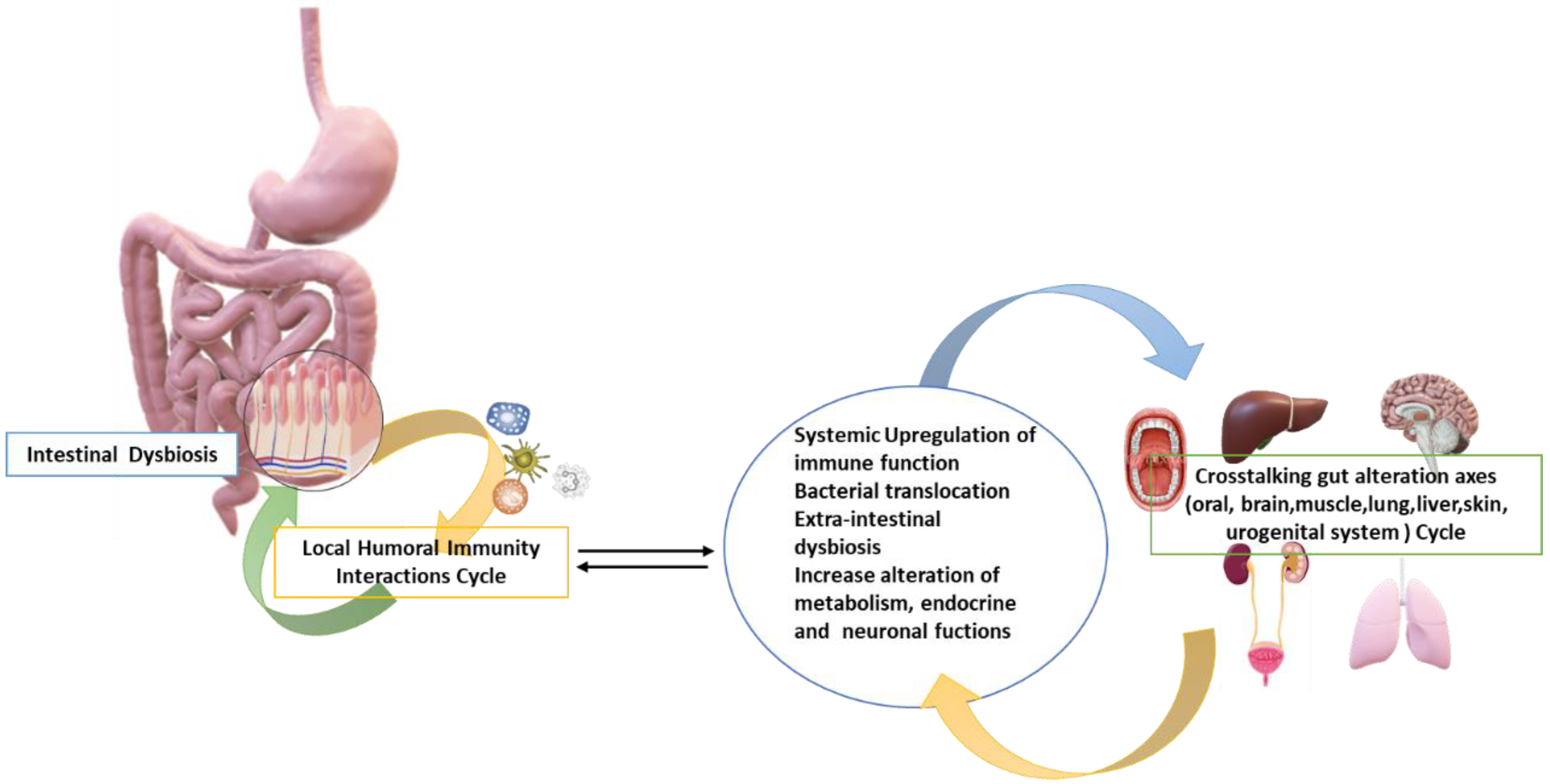 Especialista en microbiota intestinal barcelona