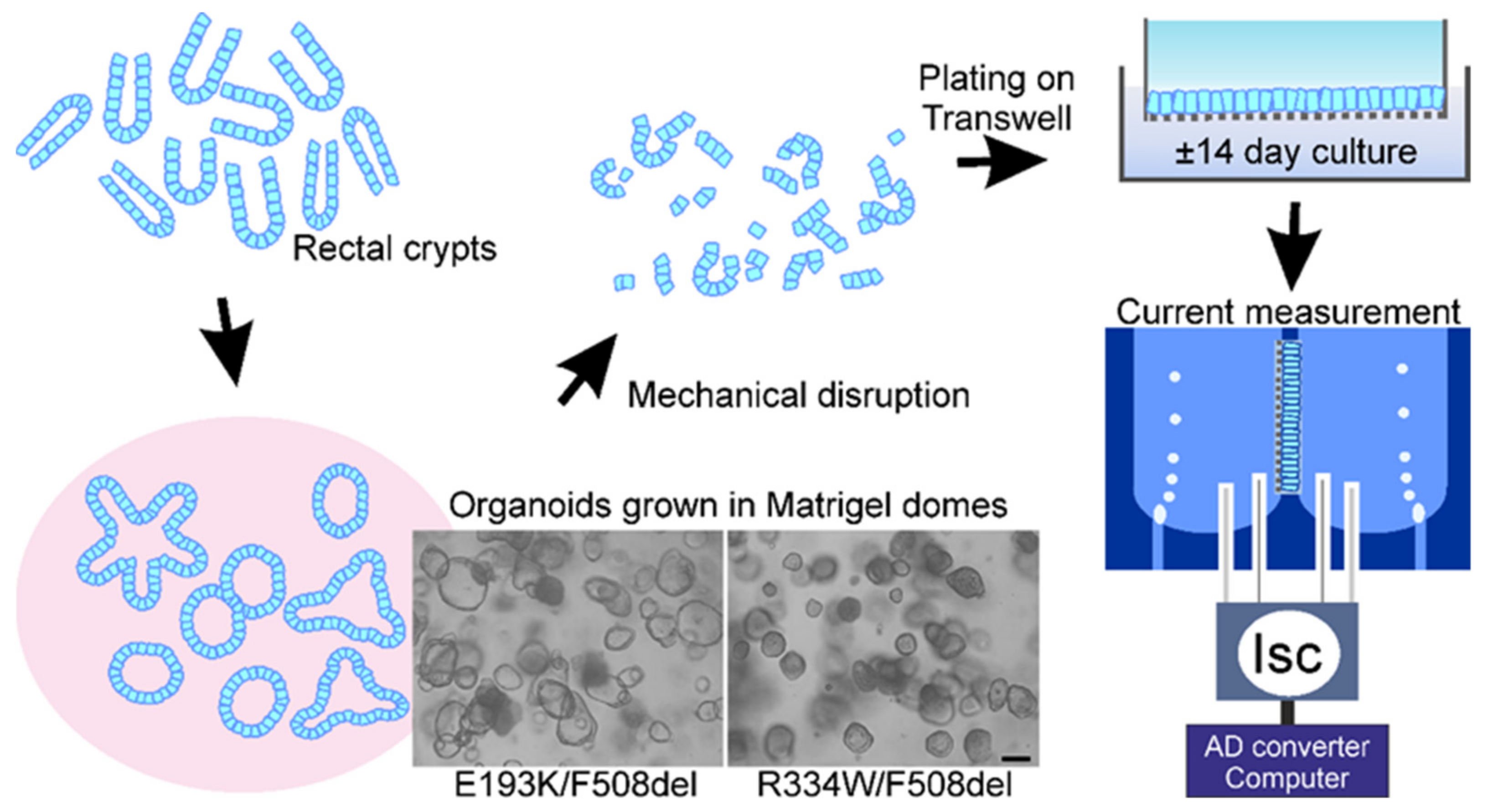 Jpm 12 00632 g002 550