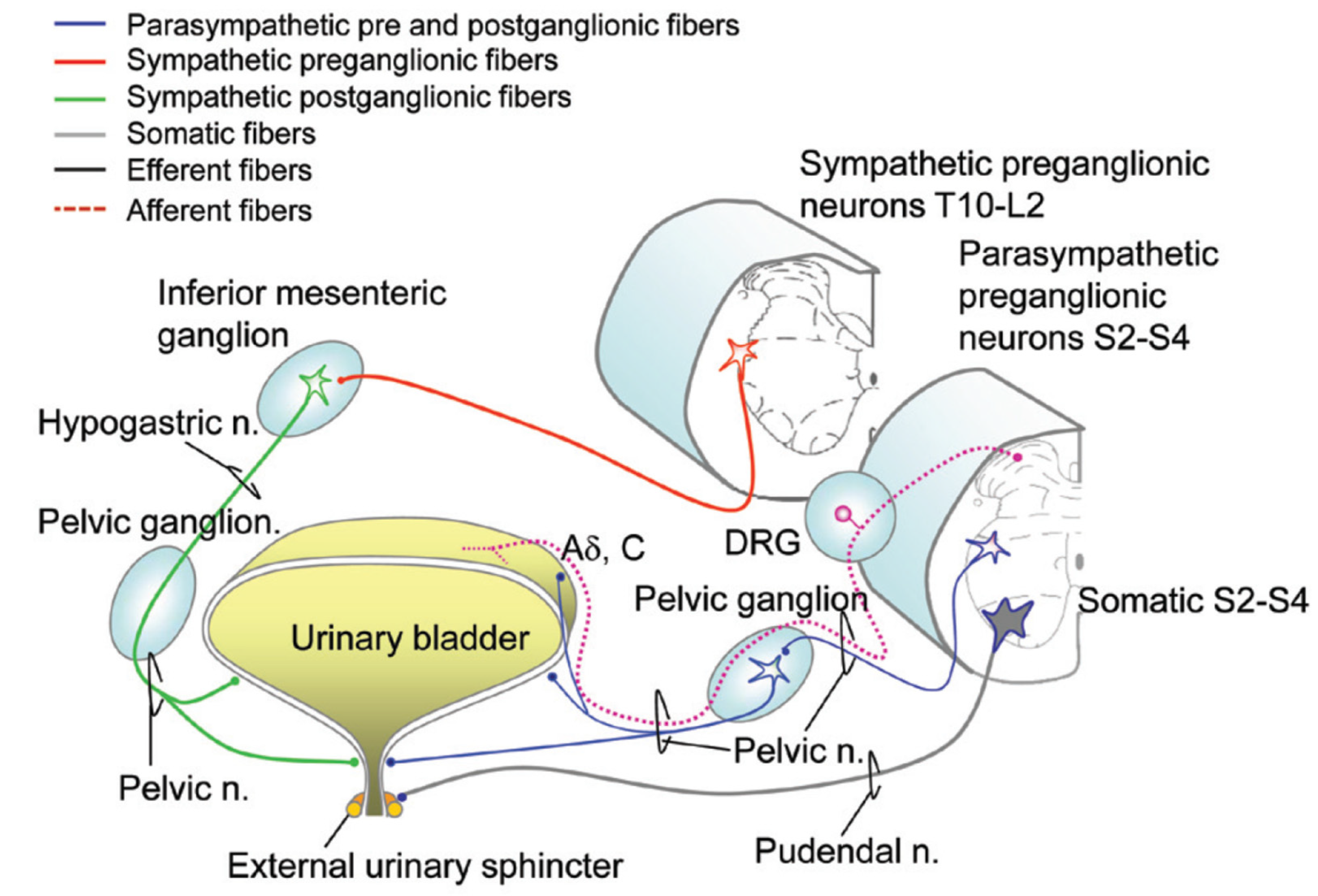Neurogenic Bladder Over Tiem Online Emergencydentistry neurogenic-bladder-over-tiem-online-emergencydentistry