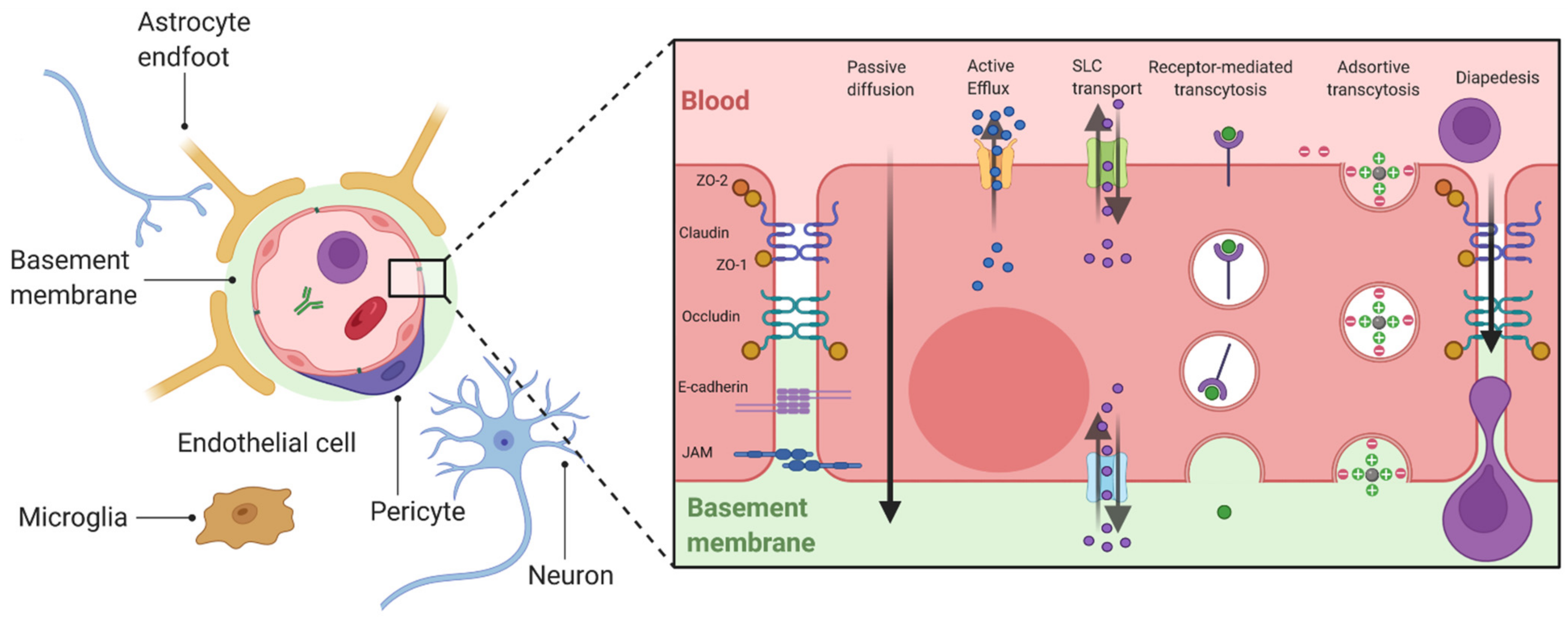 Jpm Free Full Text Taking Advantages Of Blood Ndash Brain Or Spinal Cord Barrier Alterations Or Restoring Them To Optimize Therapy In Als Html