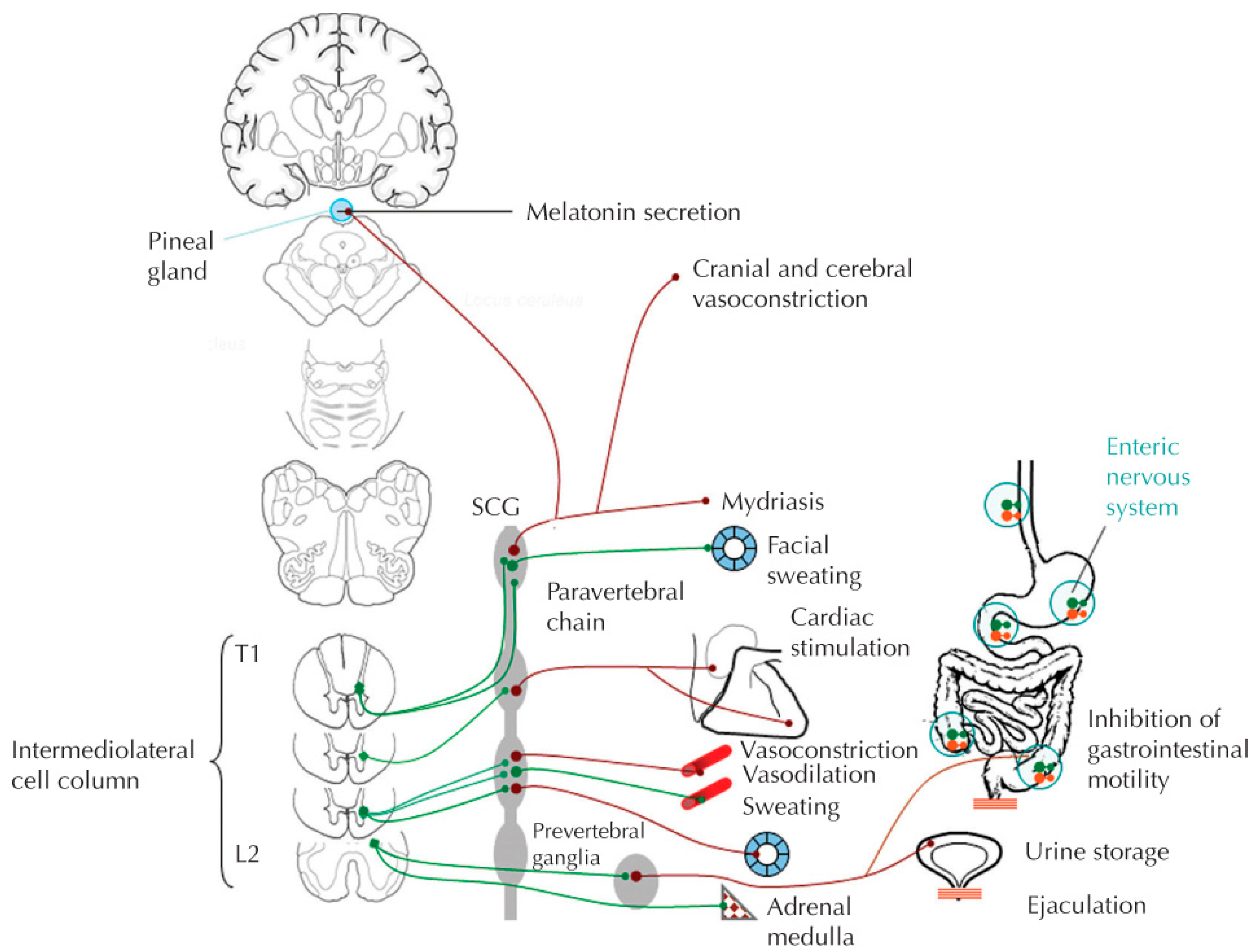 Jpm 12 01110 g001 Jpm 12 01110 g001