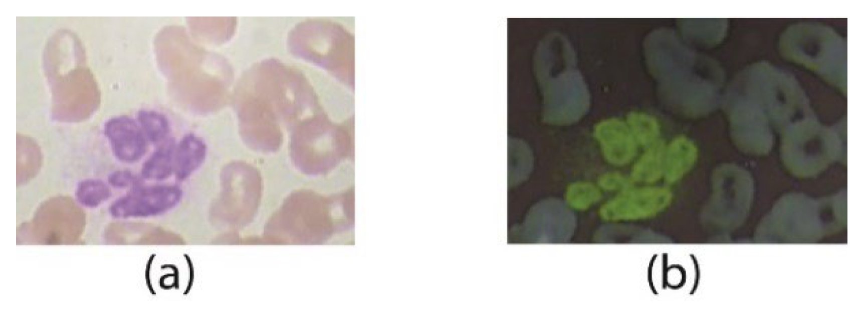 Jpm 12 01232 g004 550