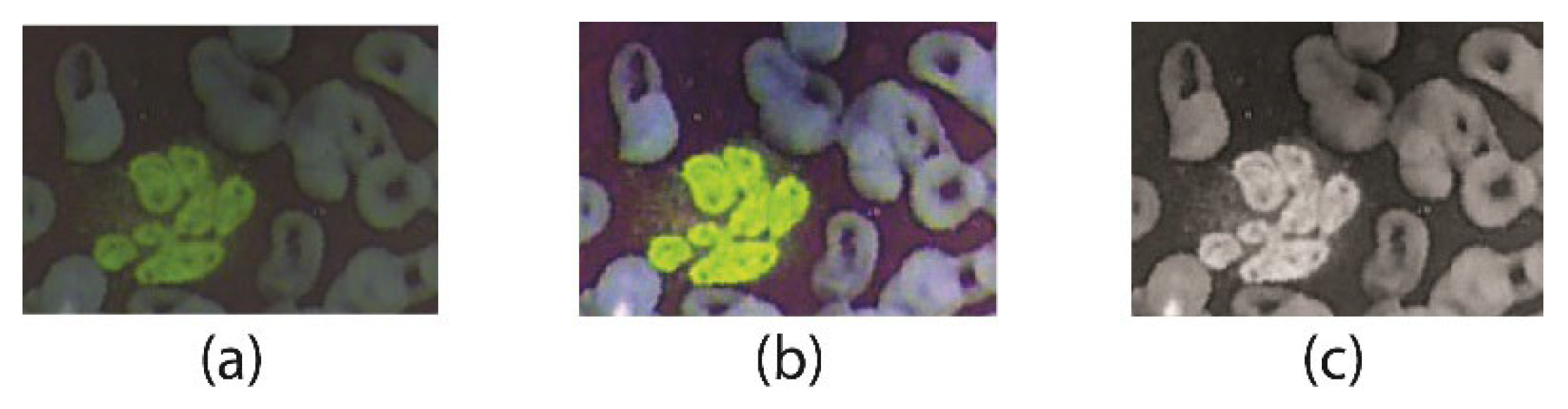 Jpm 12 01232 g005 550