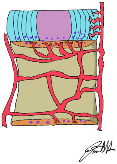 Degenerative Disc Disease of the Spine: From Anatomy to