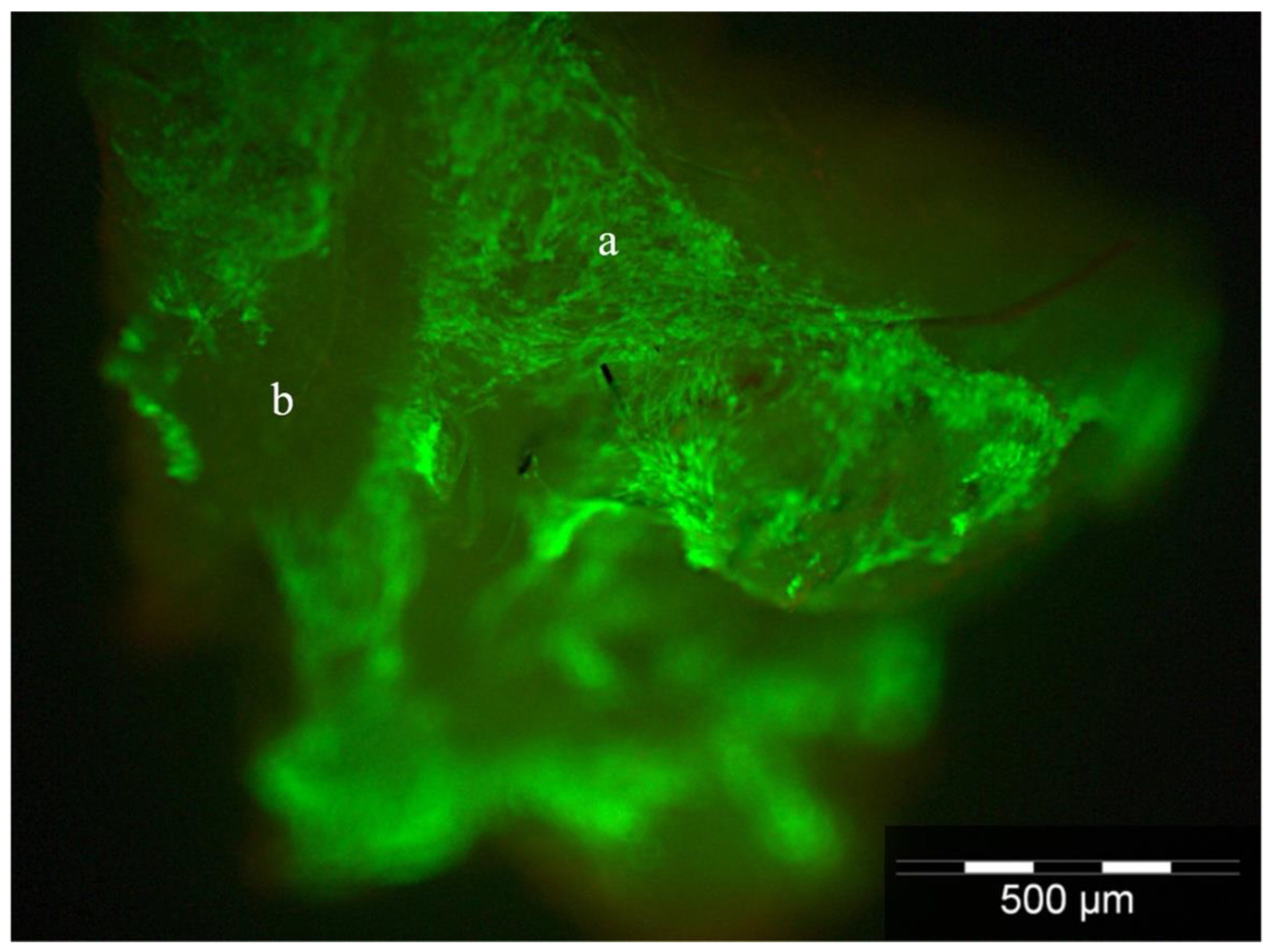 Jpm 12 01986 g002 Jpm 12 01986 g002