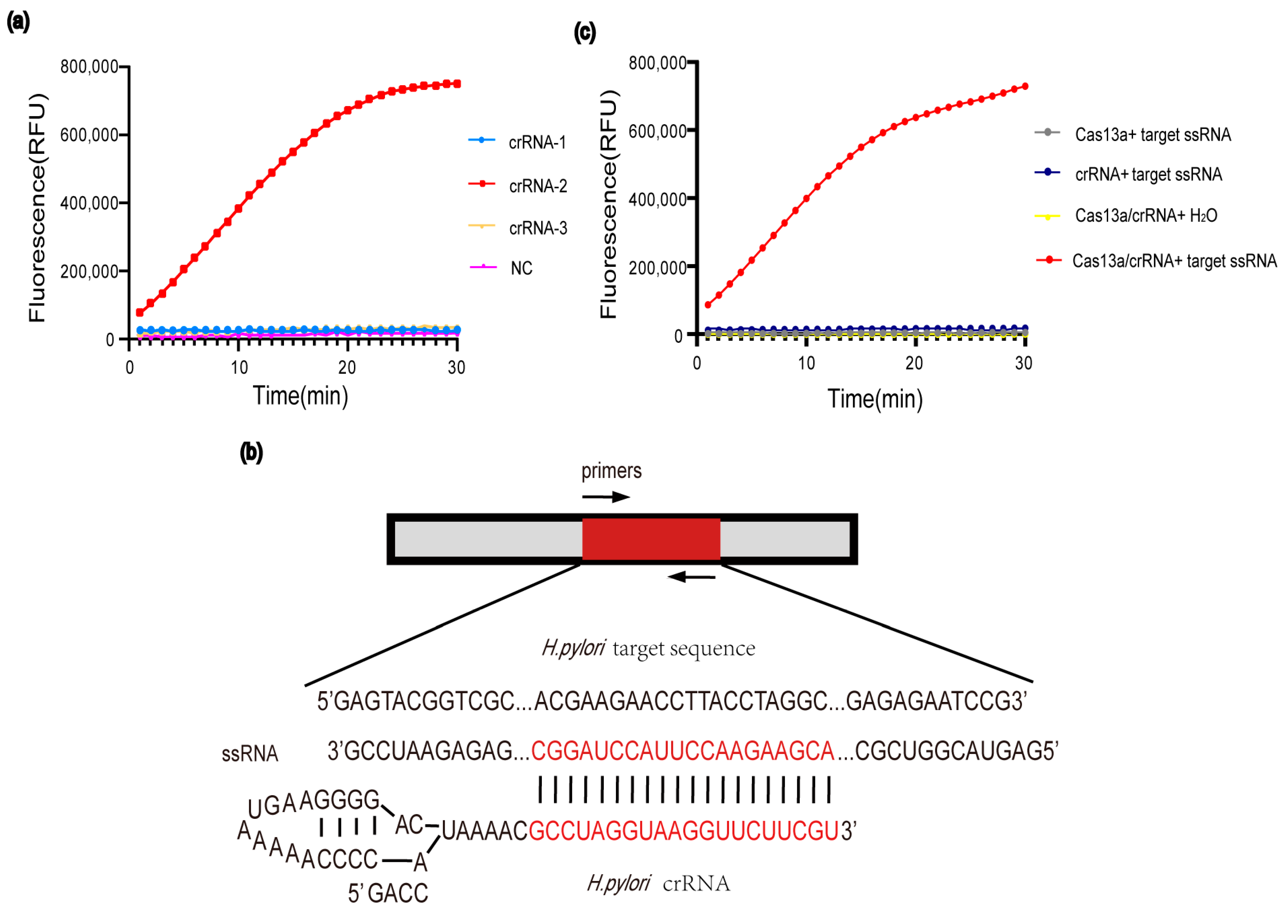 JPM | Free Full-Text | An Ultrasensitive PCR-Based CRISPR-Cas13a Method ...