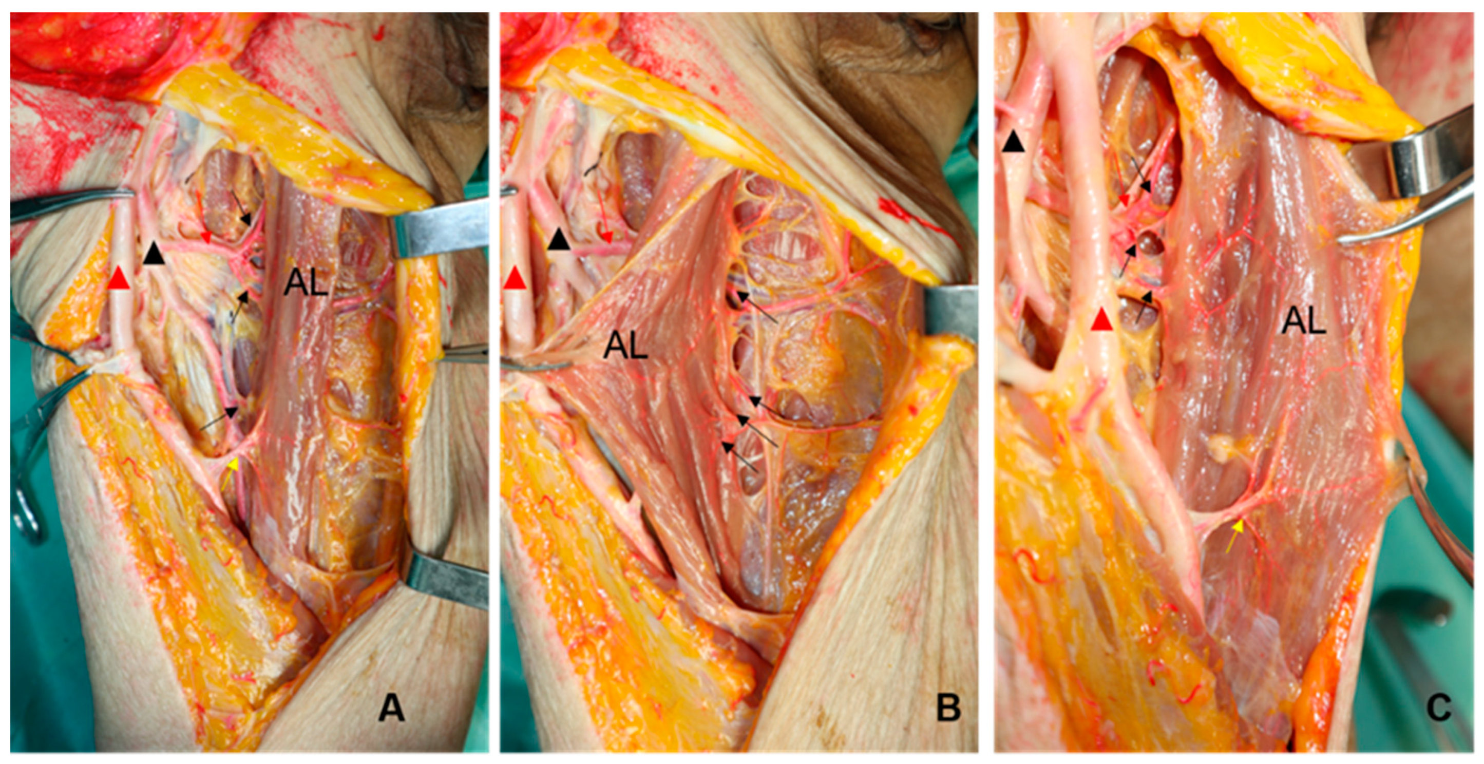Jpm 13 00143 g005 Jpm 13 00143 g005