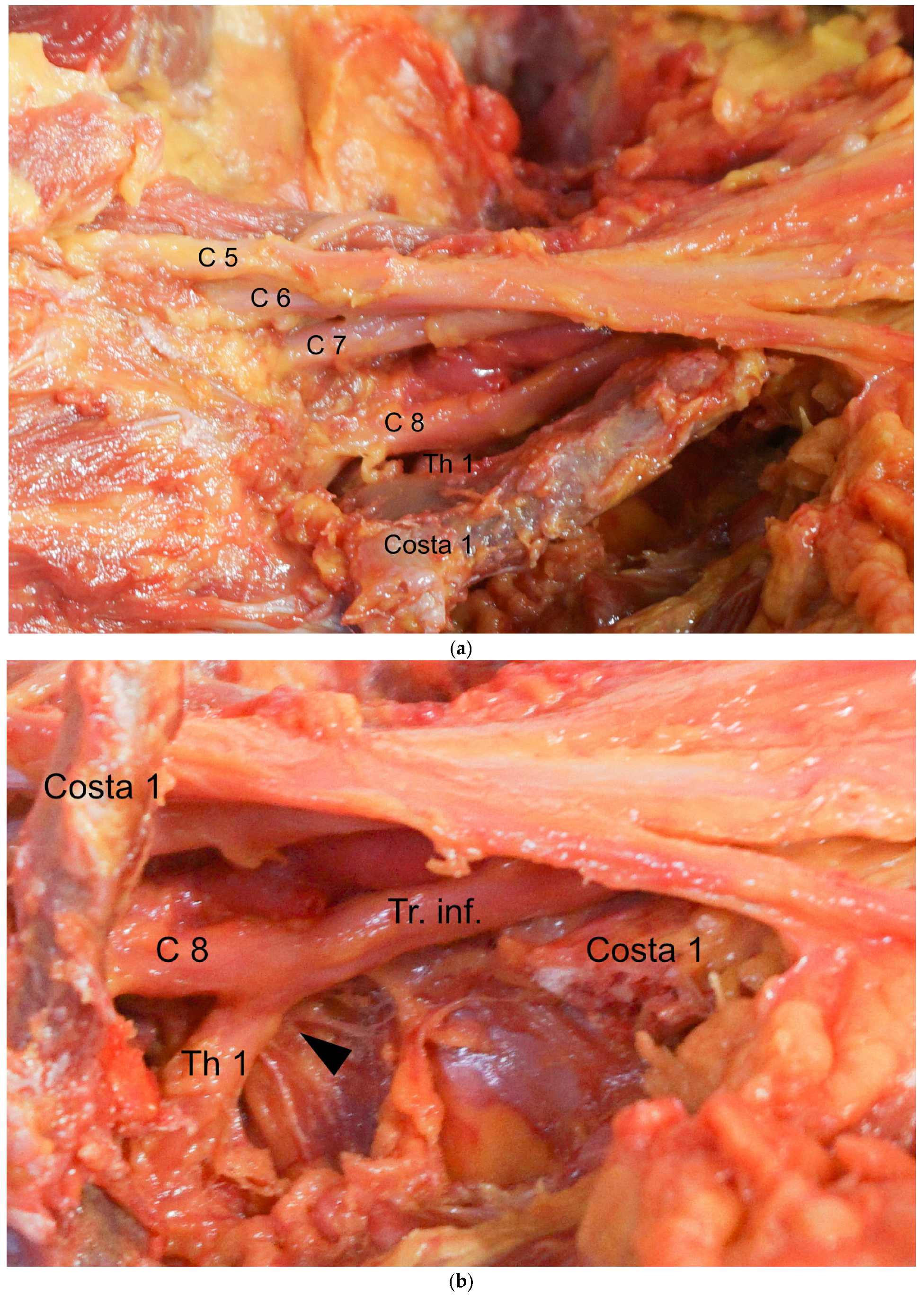 Jpm 13 00144 g002 Jpm 13 00144 g002