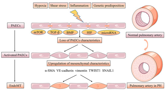 Pulmonary Vascular Remodeling in Pulmonary Hypertension