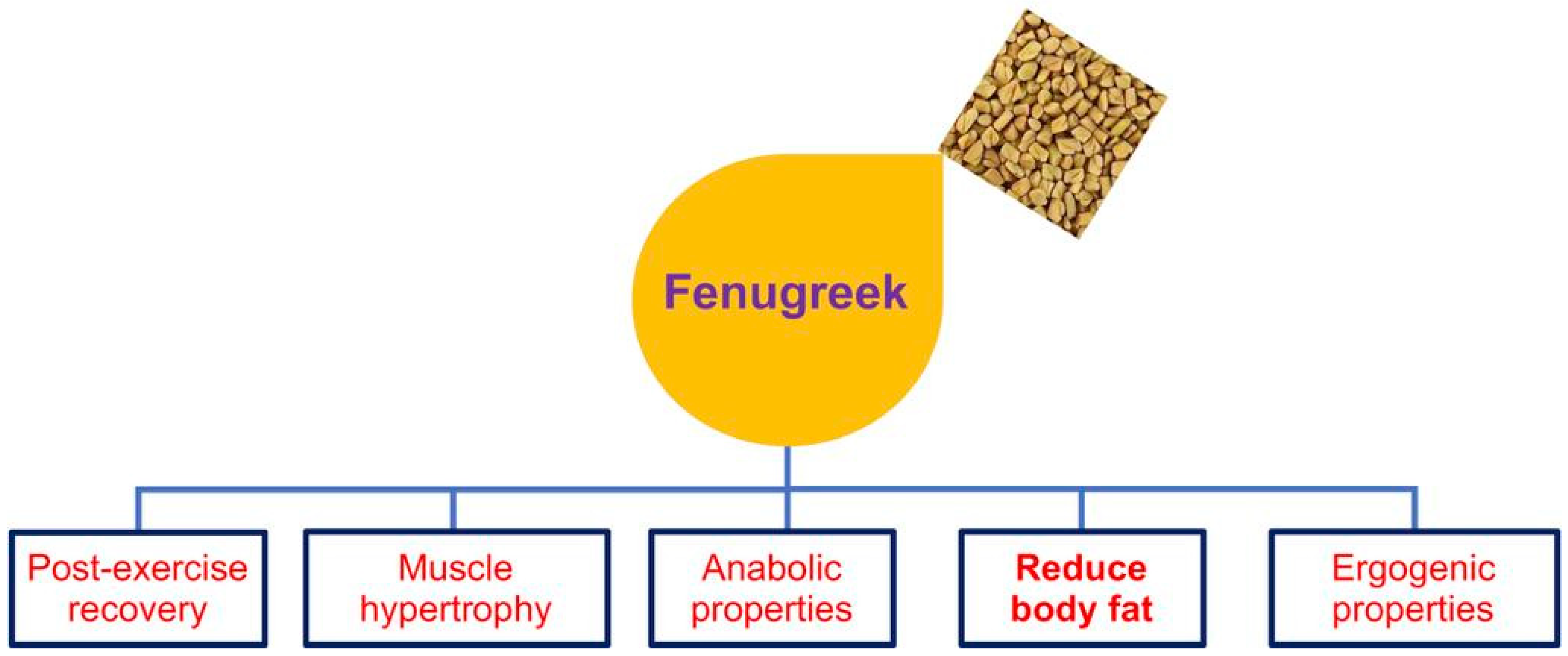 JPM Free FullText Fenugreek and Its Effects on Muscle Performance