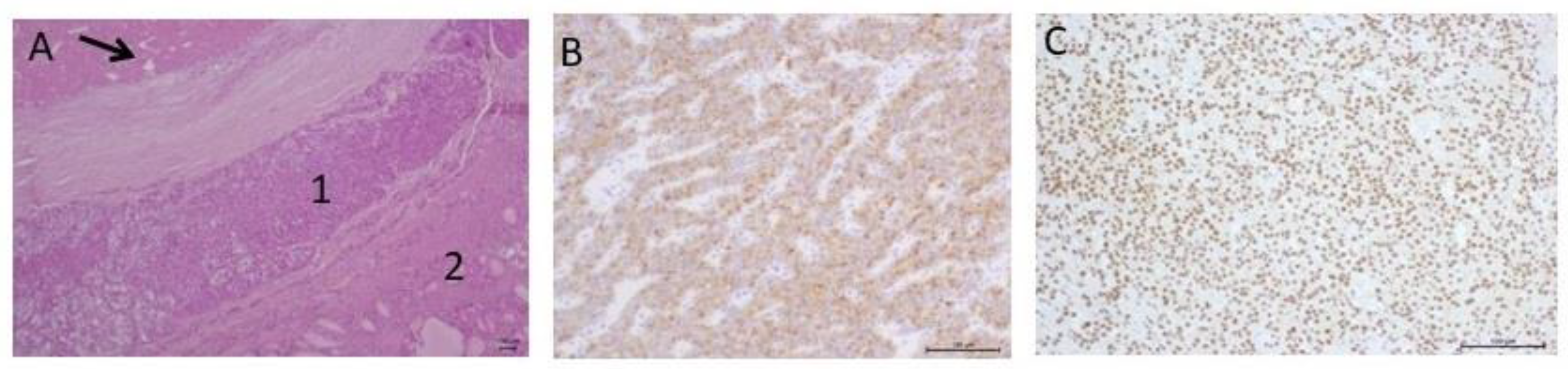 Jpm 13 00548 g001 Jpm 13 00548 g001