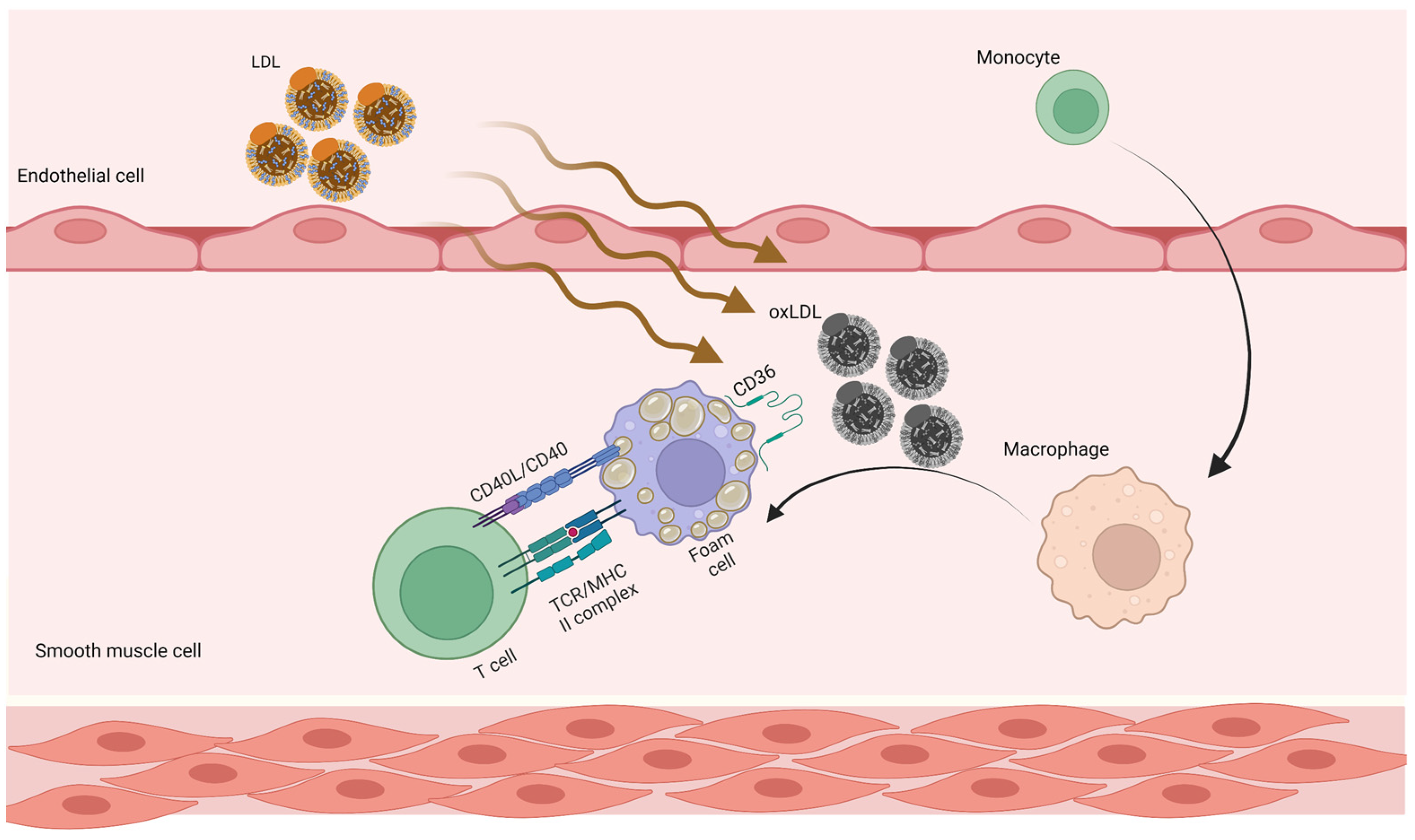 Jpm 13 00944 g001 Jpm 13 00944 g001