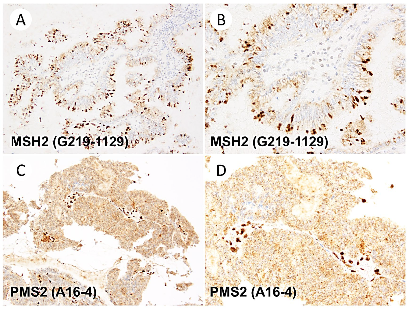 Jpm 13 01260 g004 Jpm 13 01260 g004