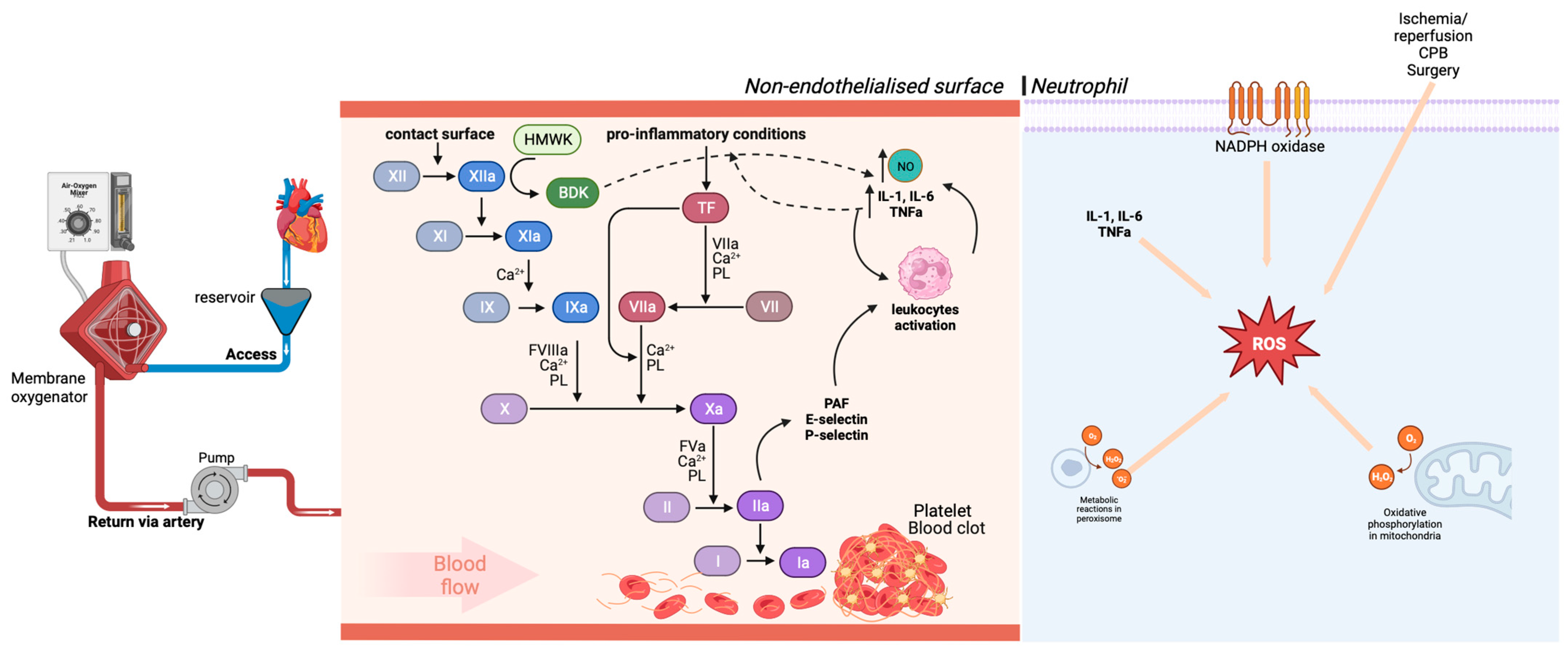 Braz J Cardiovasc Surg - The pulmonary vascular blood supply in