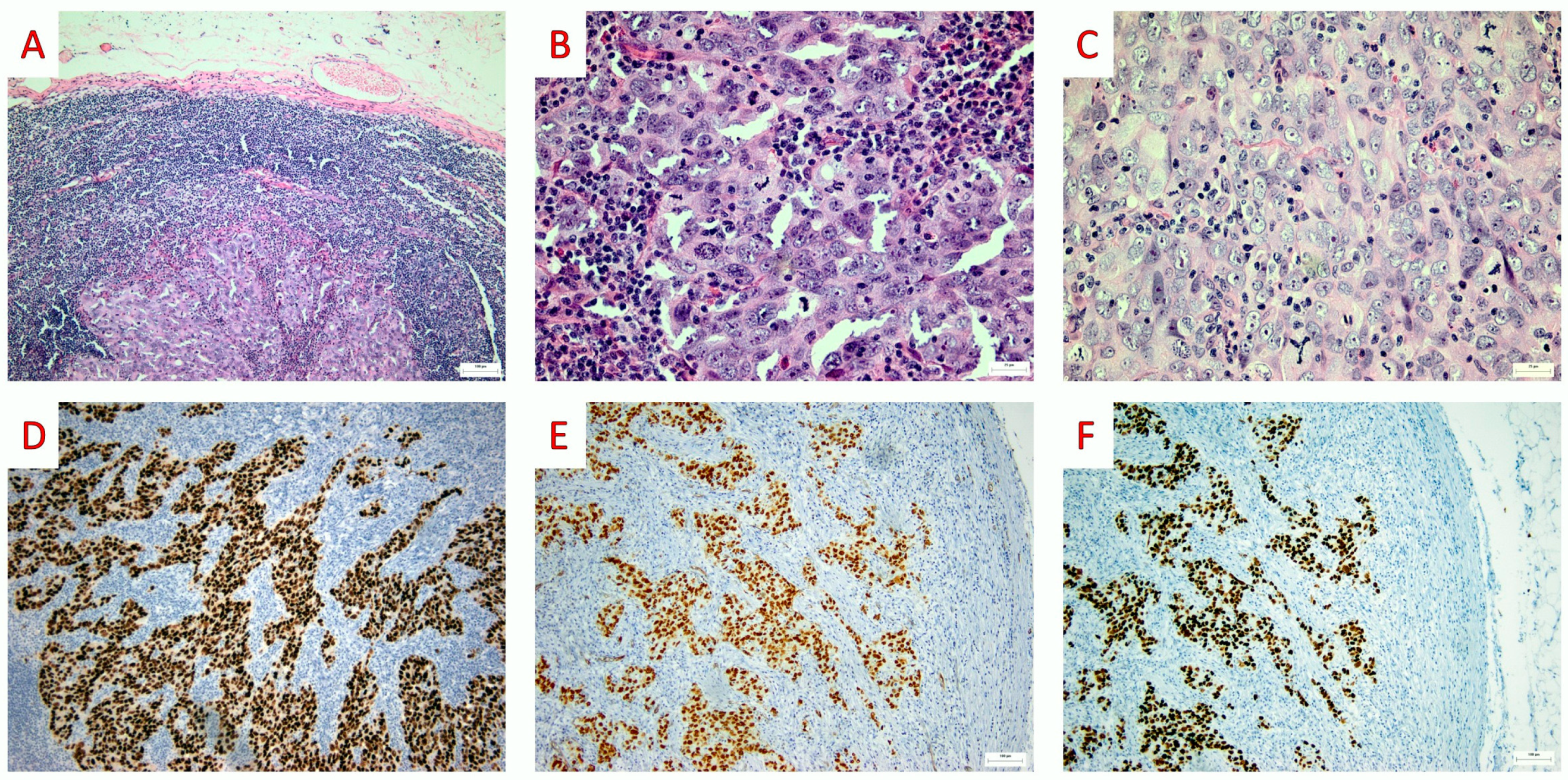 Jpm 13 01532 g003 Jpm 13 01532 g003