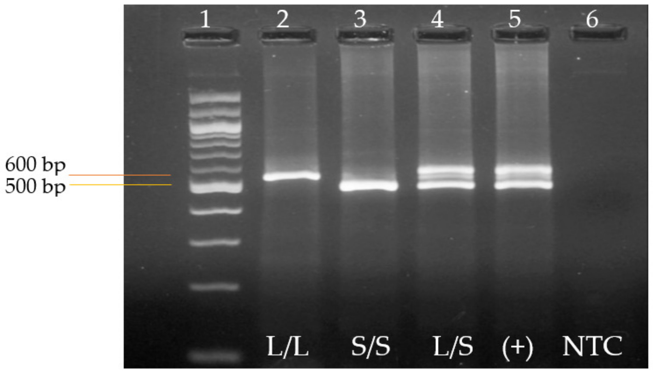 Jpm 13 01535 g001 Jpm 13 01535 g001
