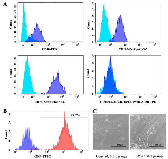 Adipose-Derived Mesenchymal Stem Cell (MSC) Immortalization by 