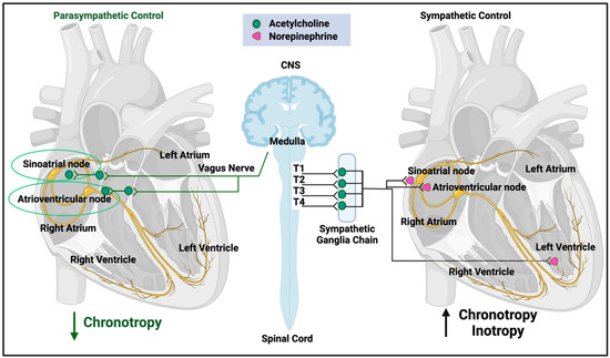 Postural tachycardia syndrome—current experience and concepts