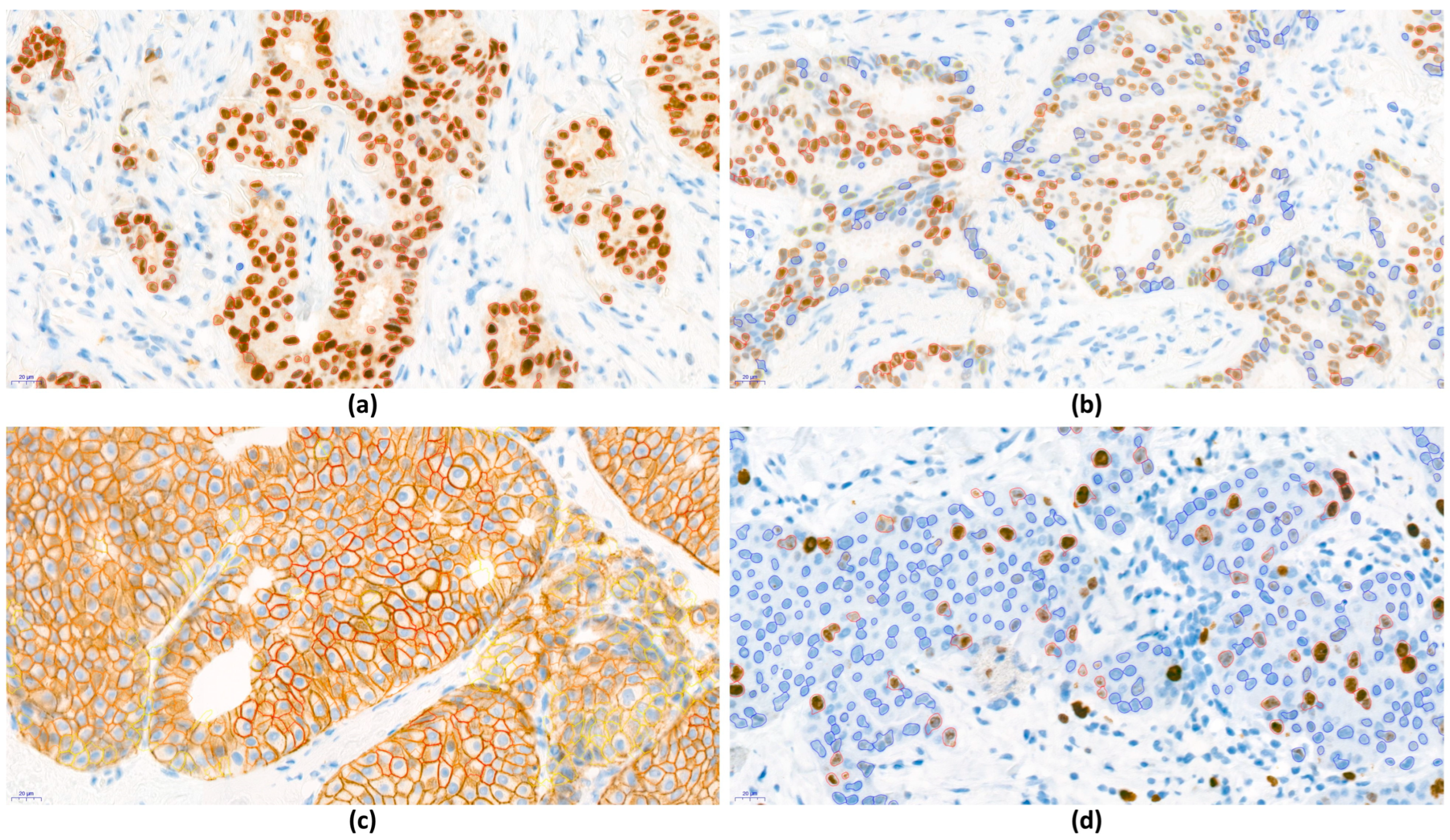 Jpm 14 00312 g002 Jpm 14 00312 g002