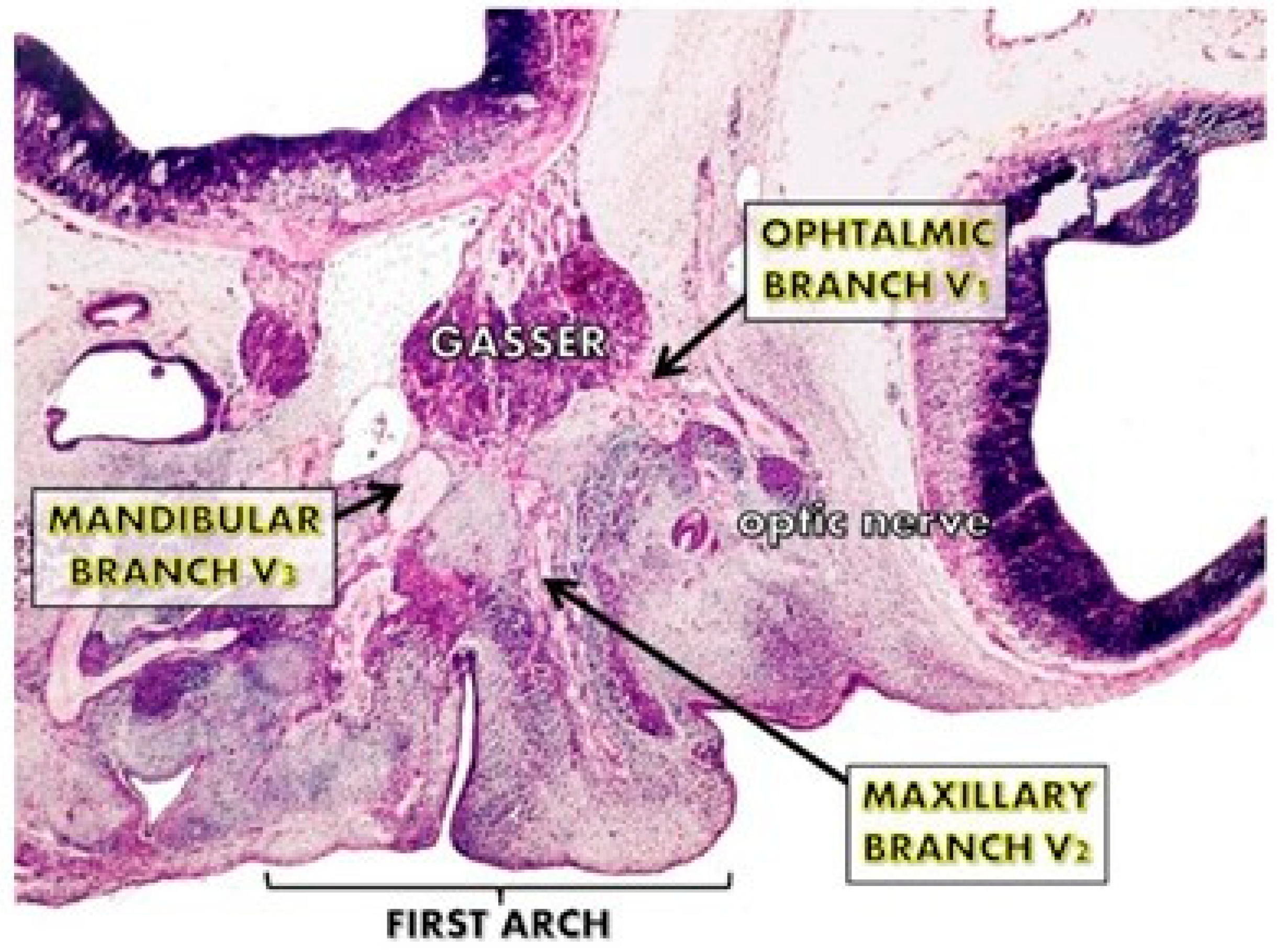 Jpm 15 00556 g001 Jpm 15 00556 g001
