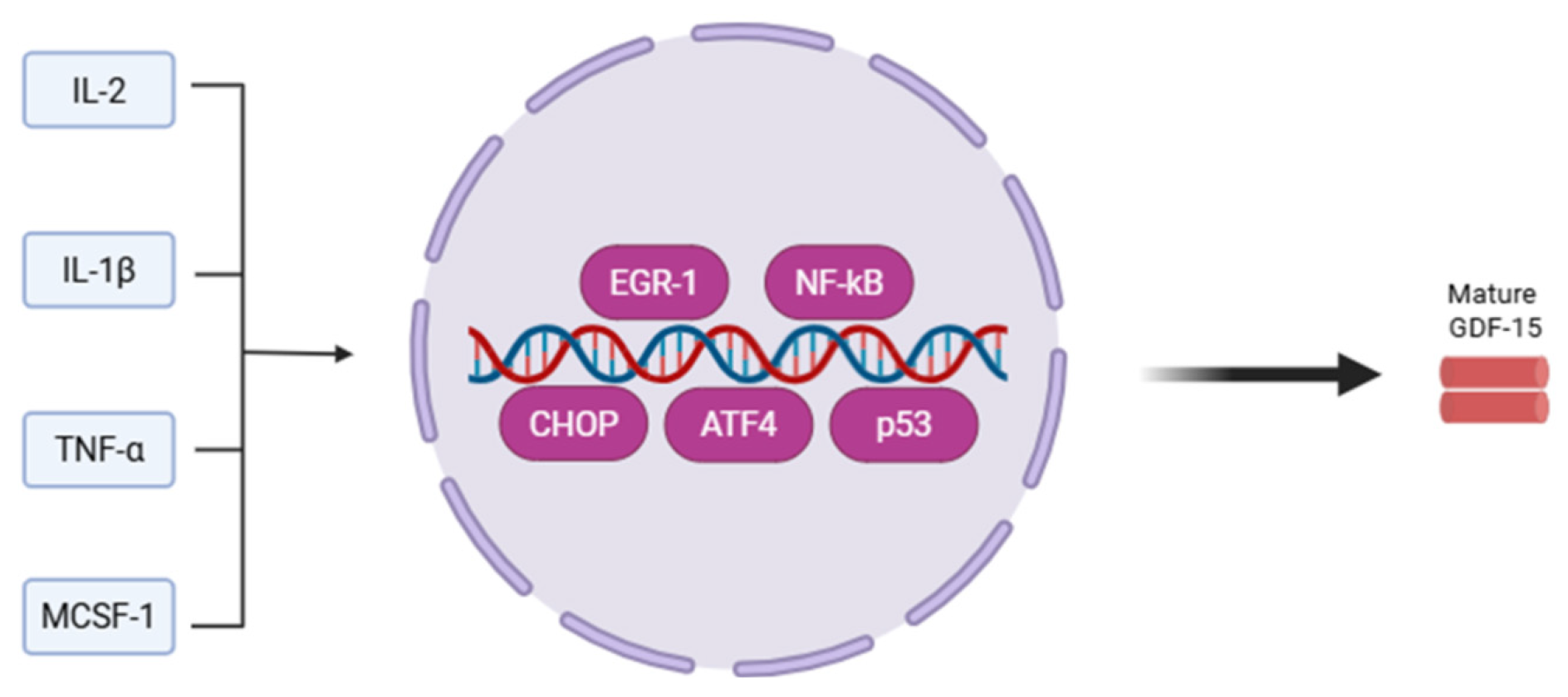 Growth Differentiation Factor-15 as an Emerging Biomarker in
