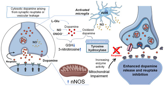 The Bright and Dark Sides of Nitric Oxide in Neurodegenerative Diseases The Bright and Dark Sides of Nitric Oxide in Neurodegenerative Diseases