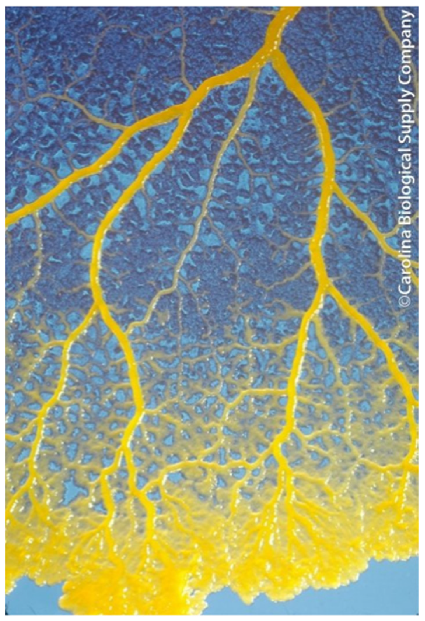 Jrfm 15 00360 g002 550