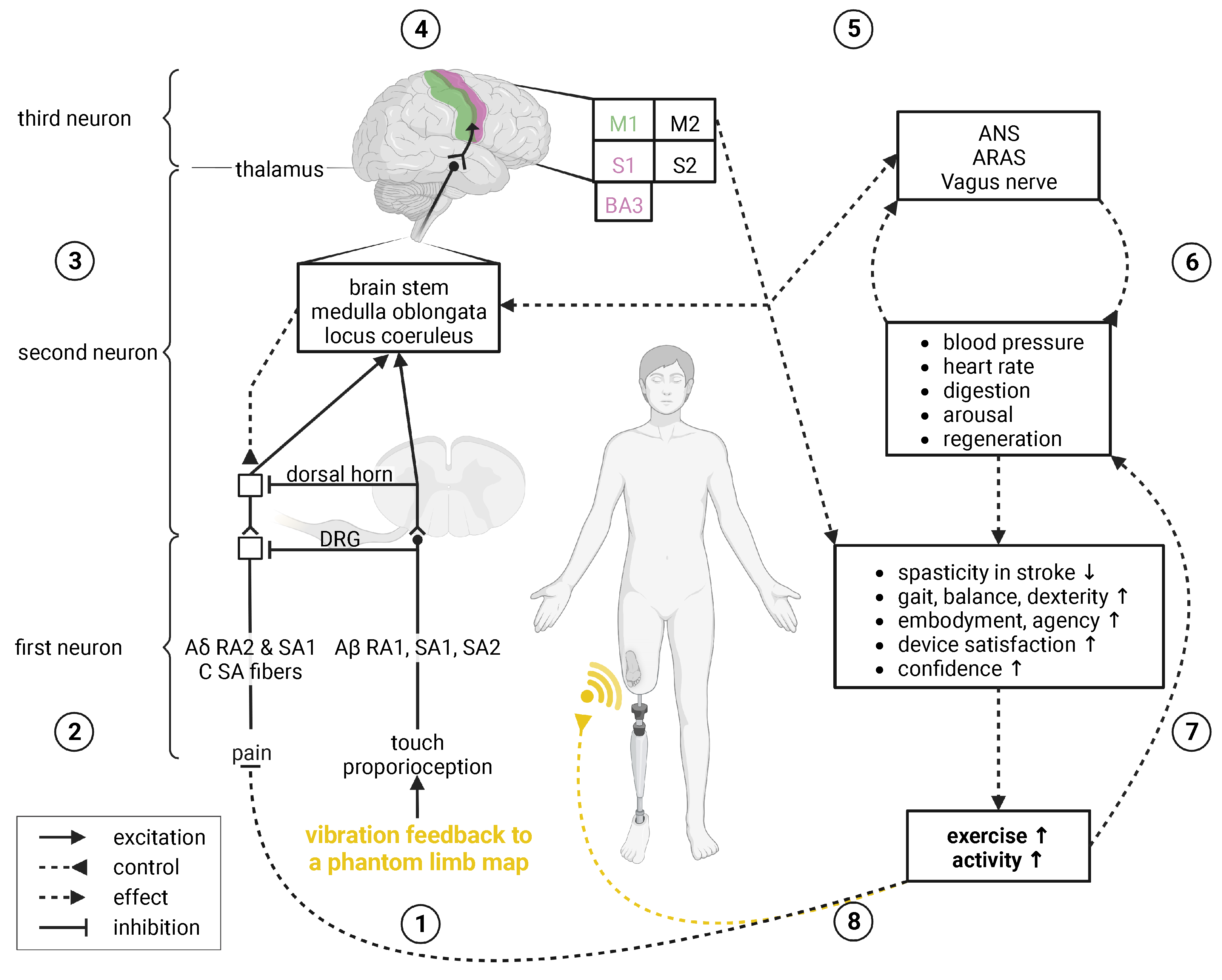 Jvd 02 00006 g004 Jvd 02 00006 g004