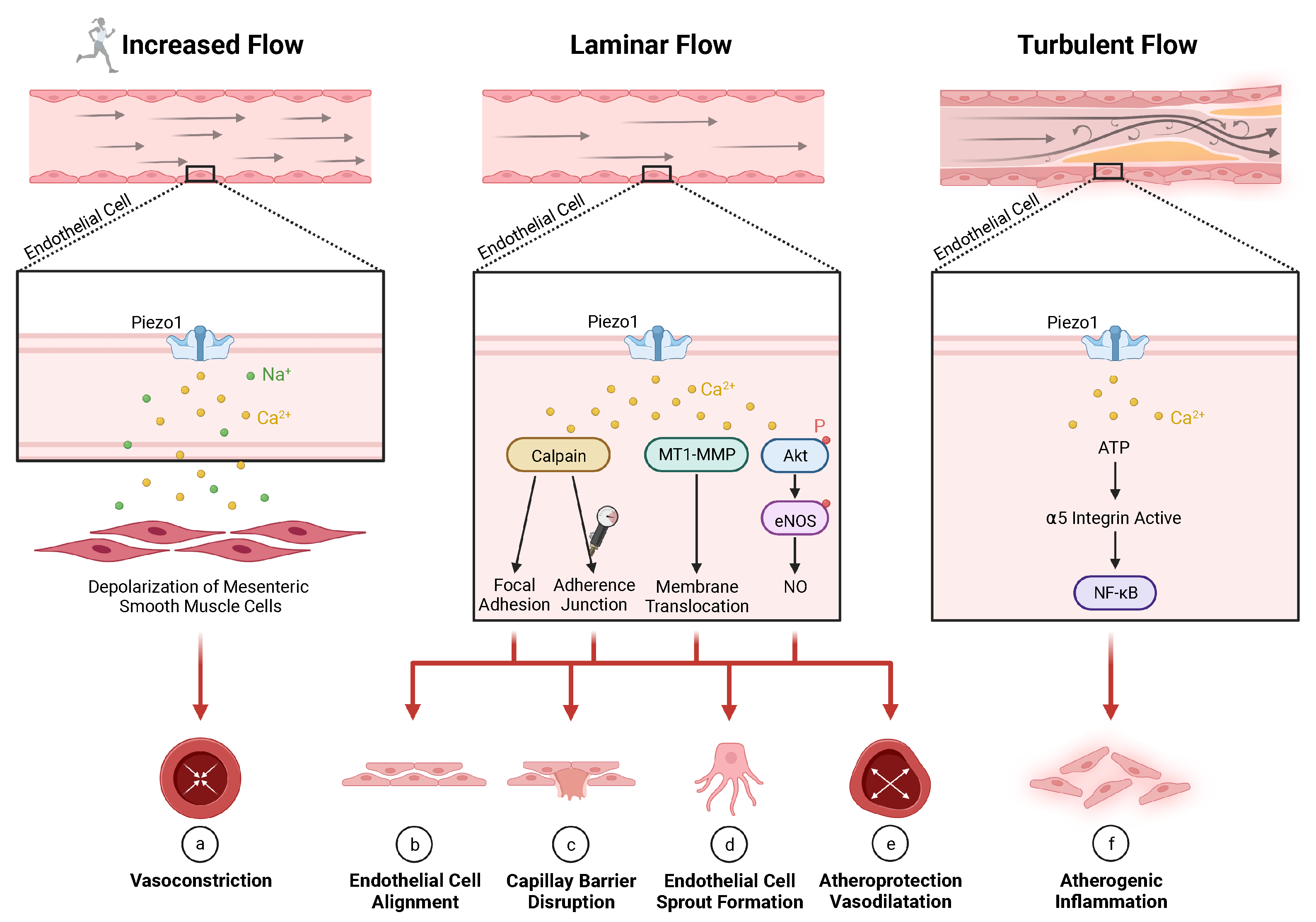 Jvd 02 00006 g006 Jvd 02 00006 g006